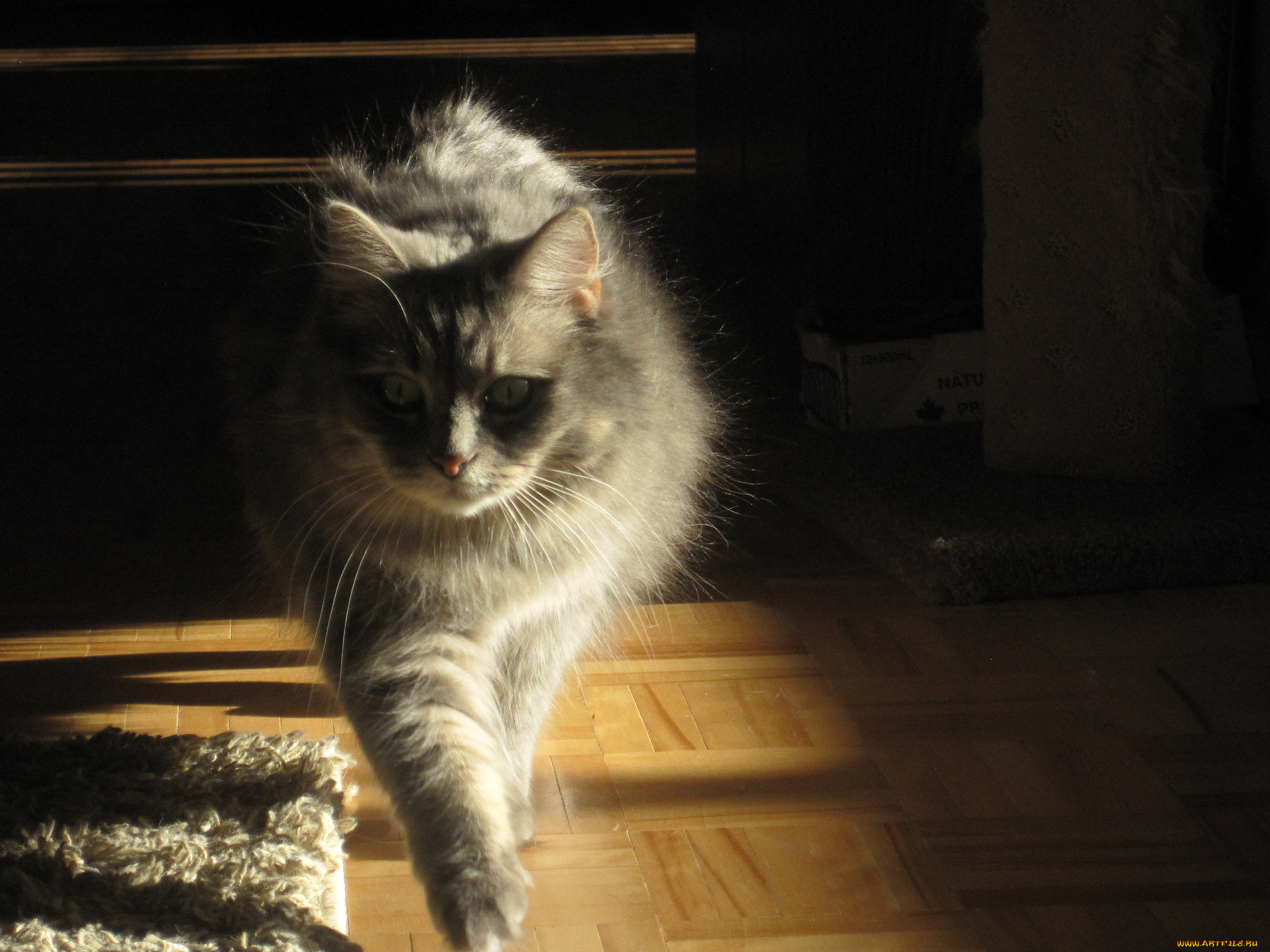 животные, коты, кот