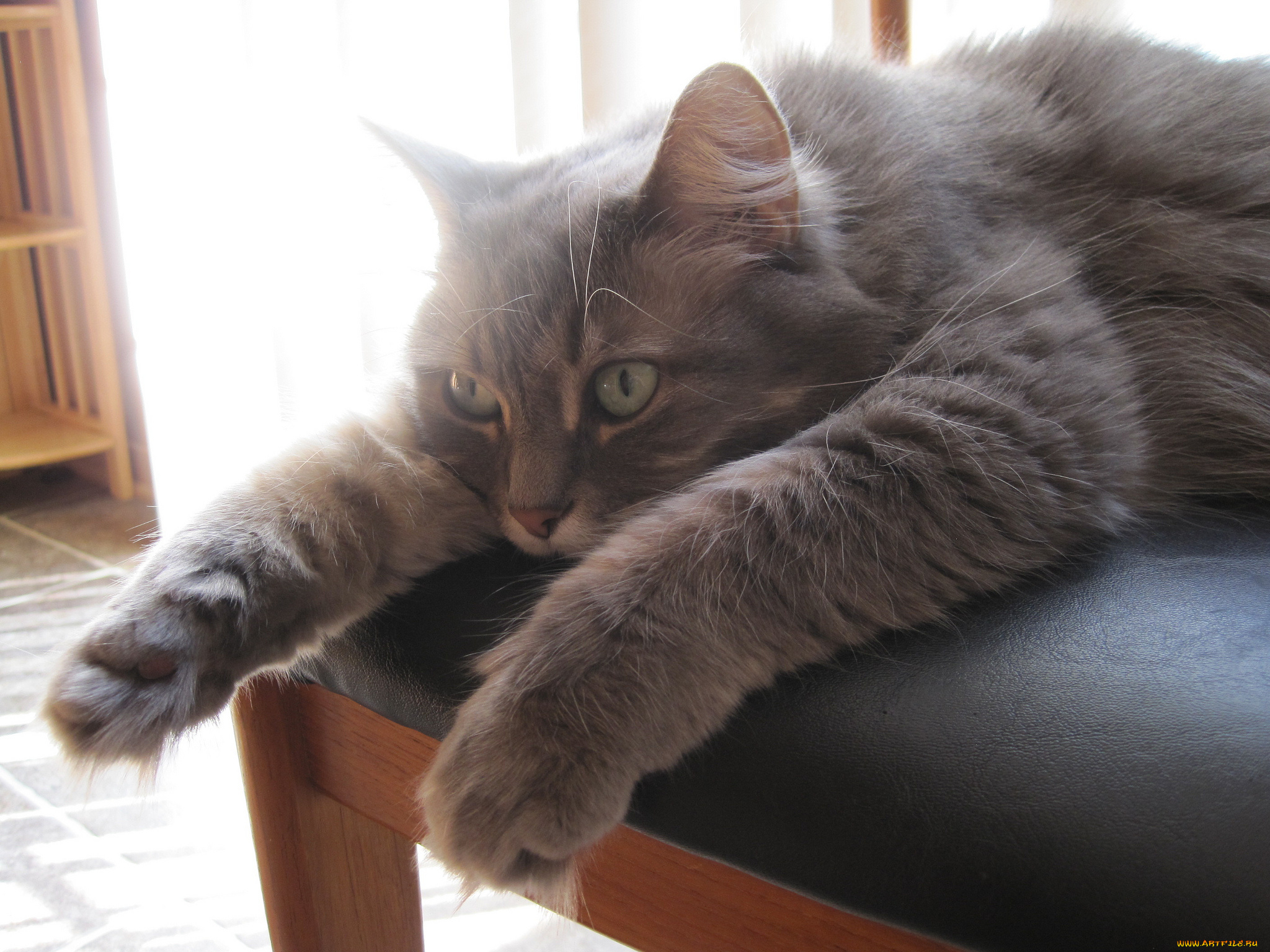 животные, коты, кот