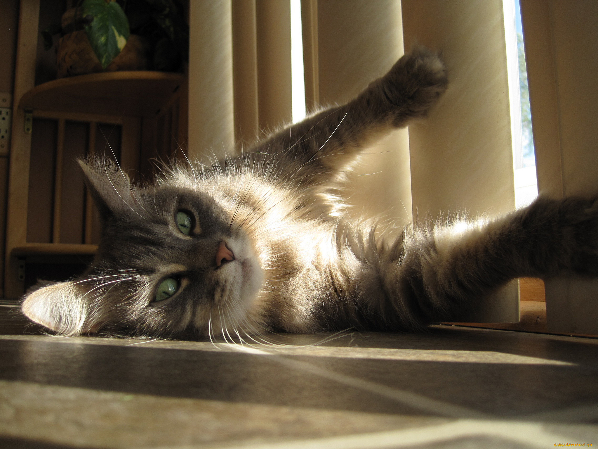 животные, коты, кот