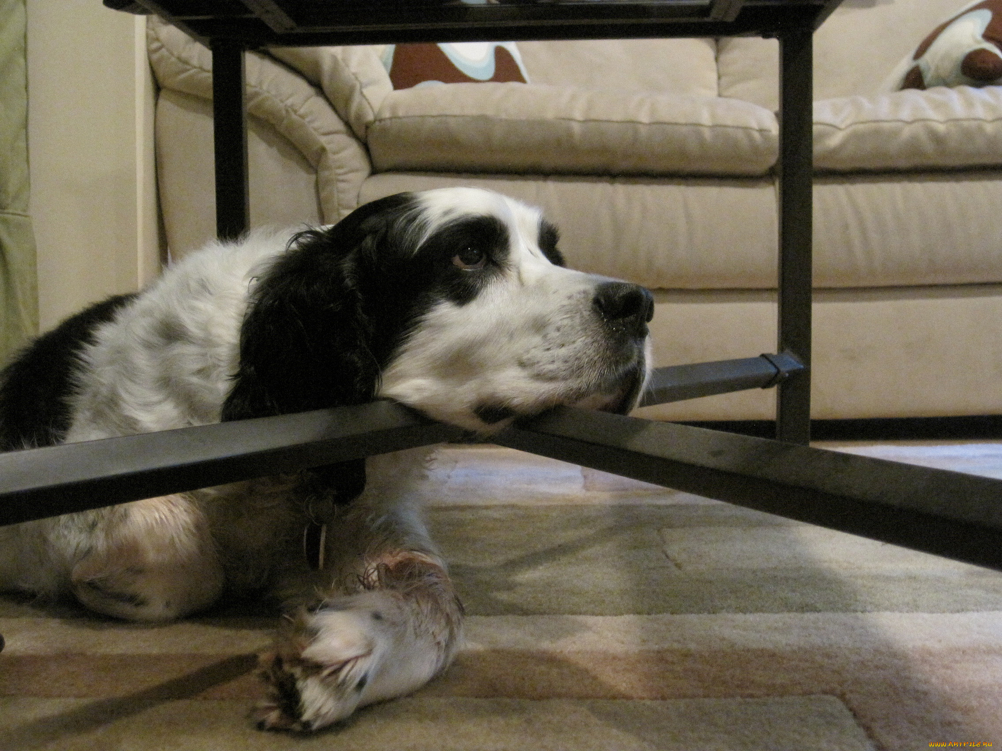 животные, собаки, собака