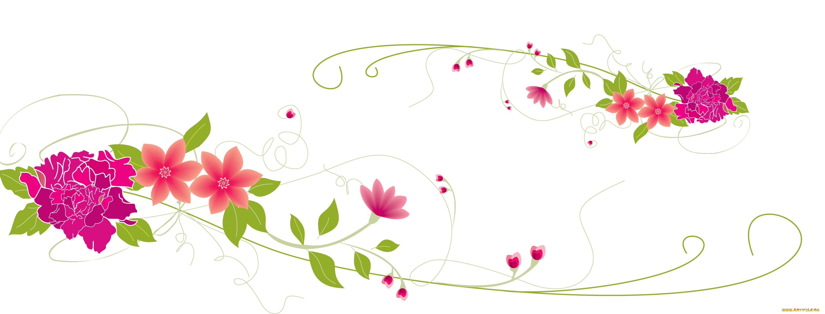 векторная, графика, цветы, , flowers, цветы, фон