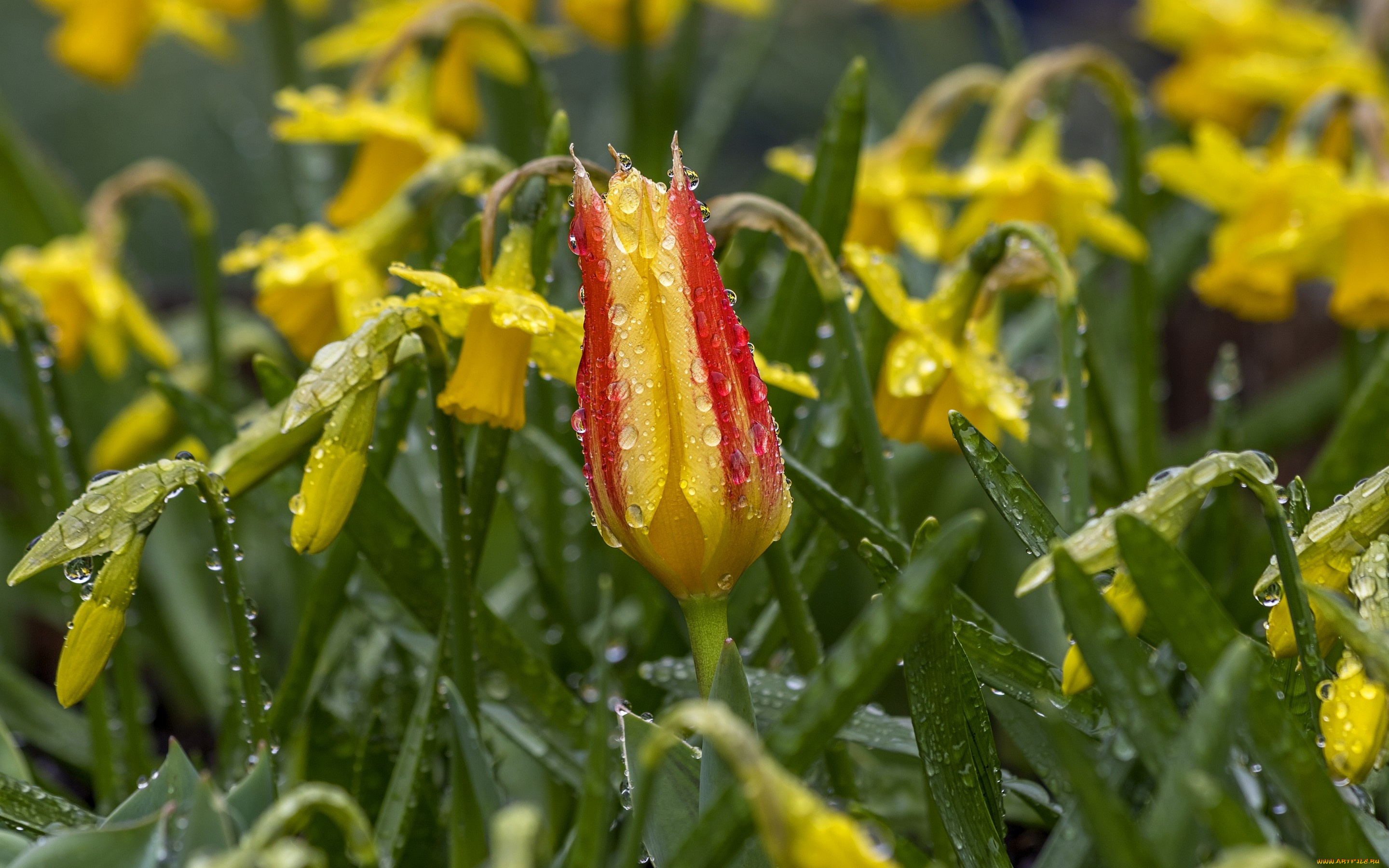 цветы, разные, вместе, капли, бутон, тюльпан, нарциссы