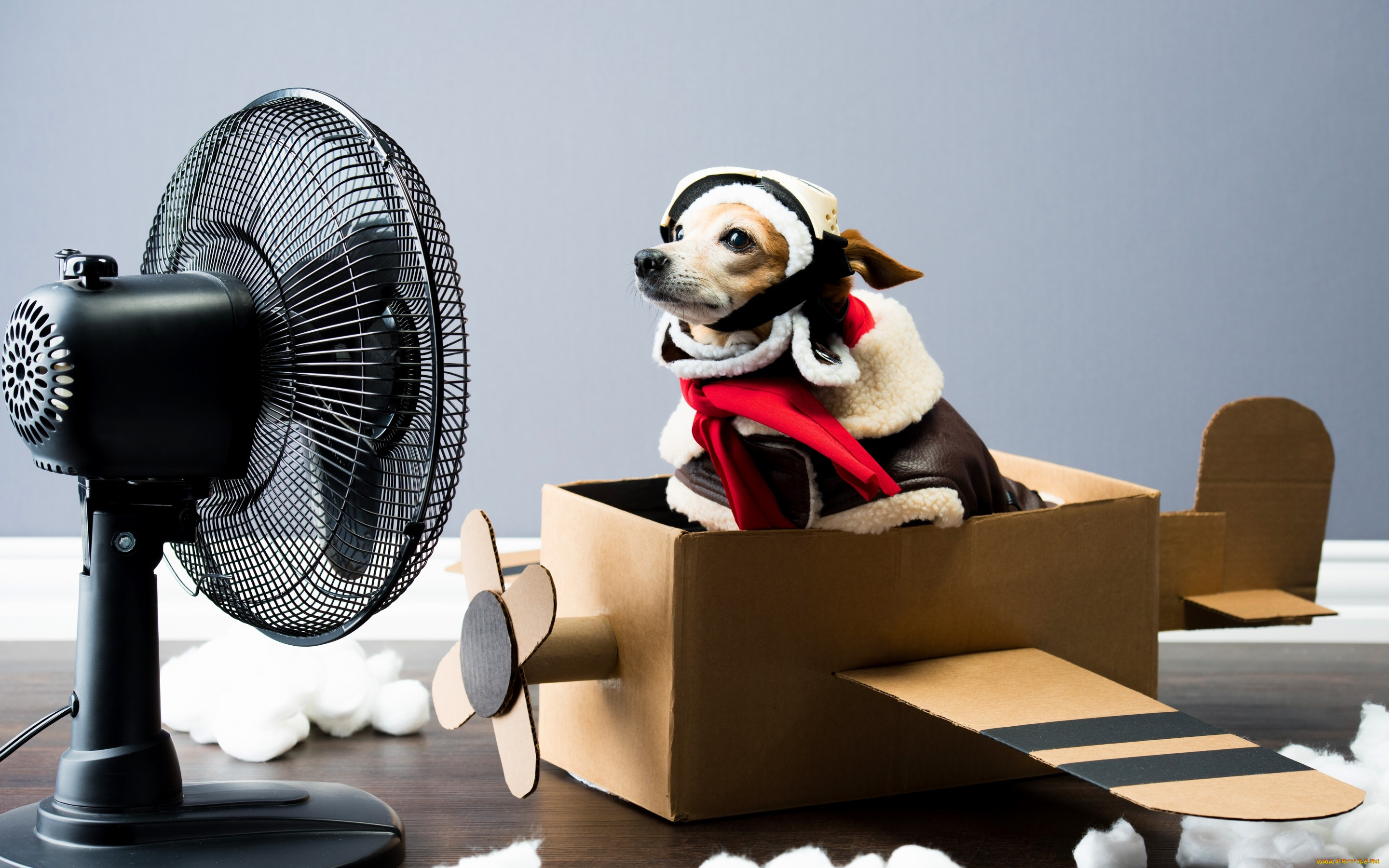 животные, собаки, вентилятор, самолёт, лётчик, собака, чихуахуа, ситуация