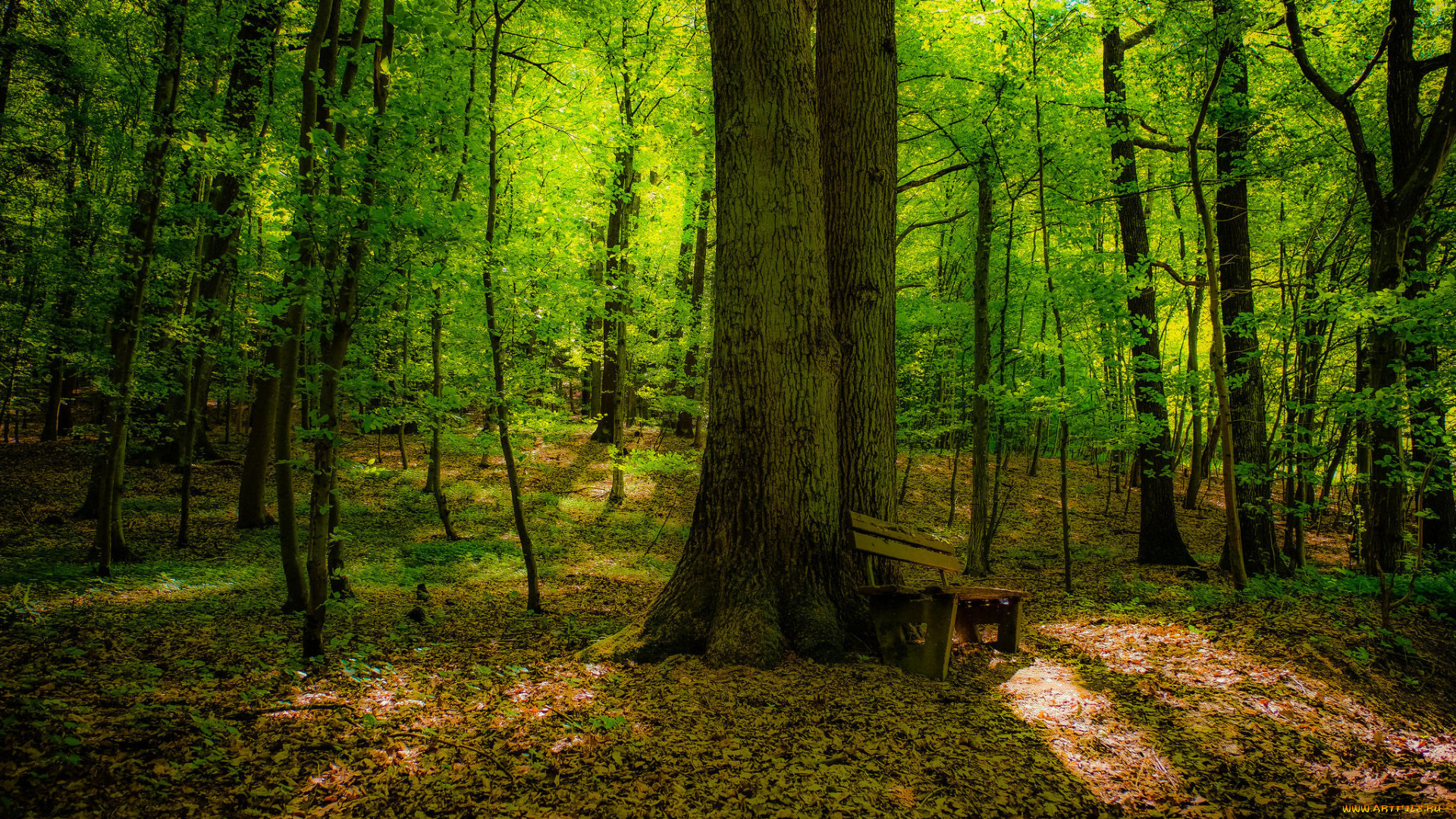 природа, лес, ес, деревья, лавочка