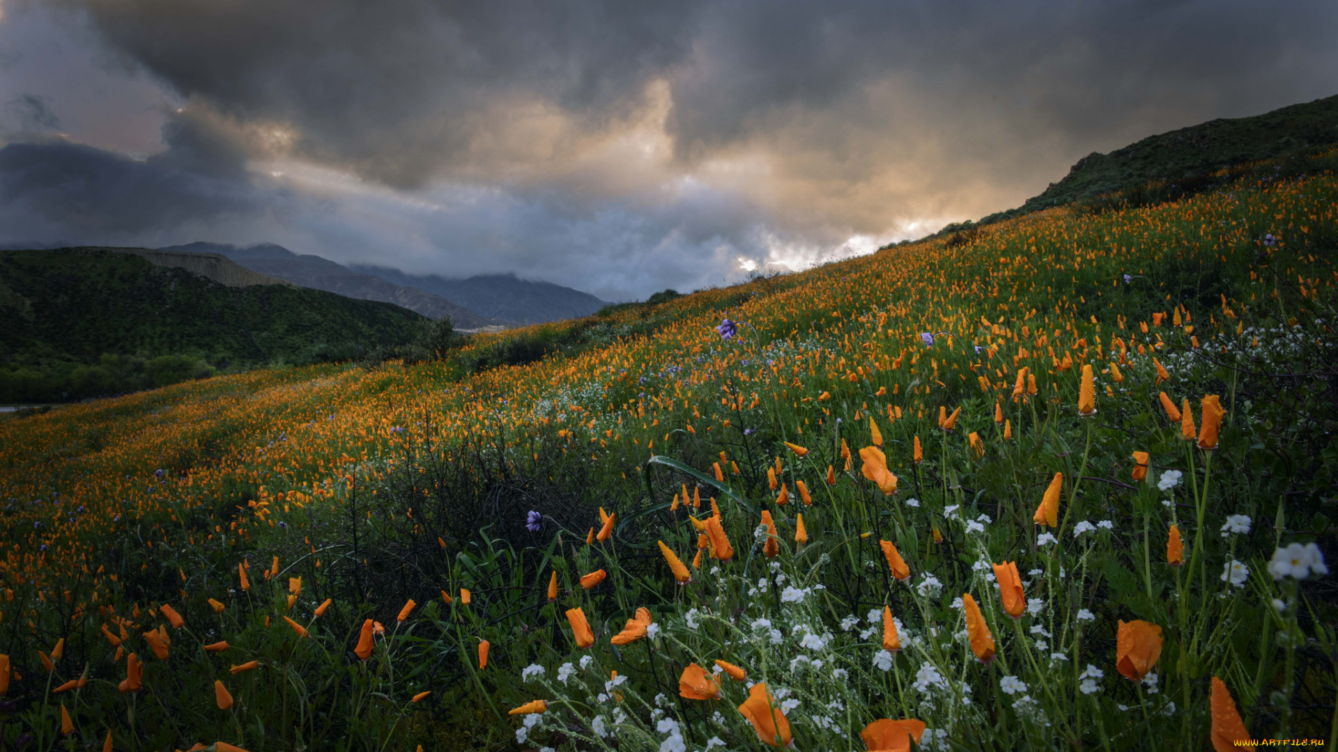 природа, луга, цветы, трава