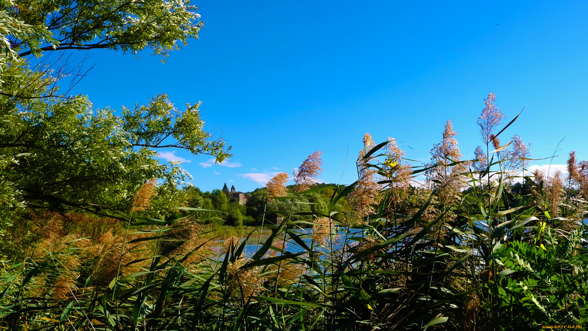 природа, реки, озера, лес, река