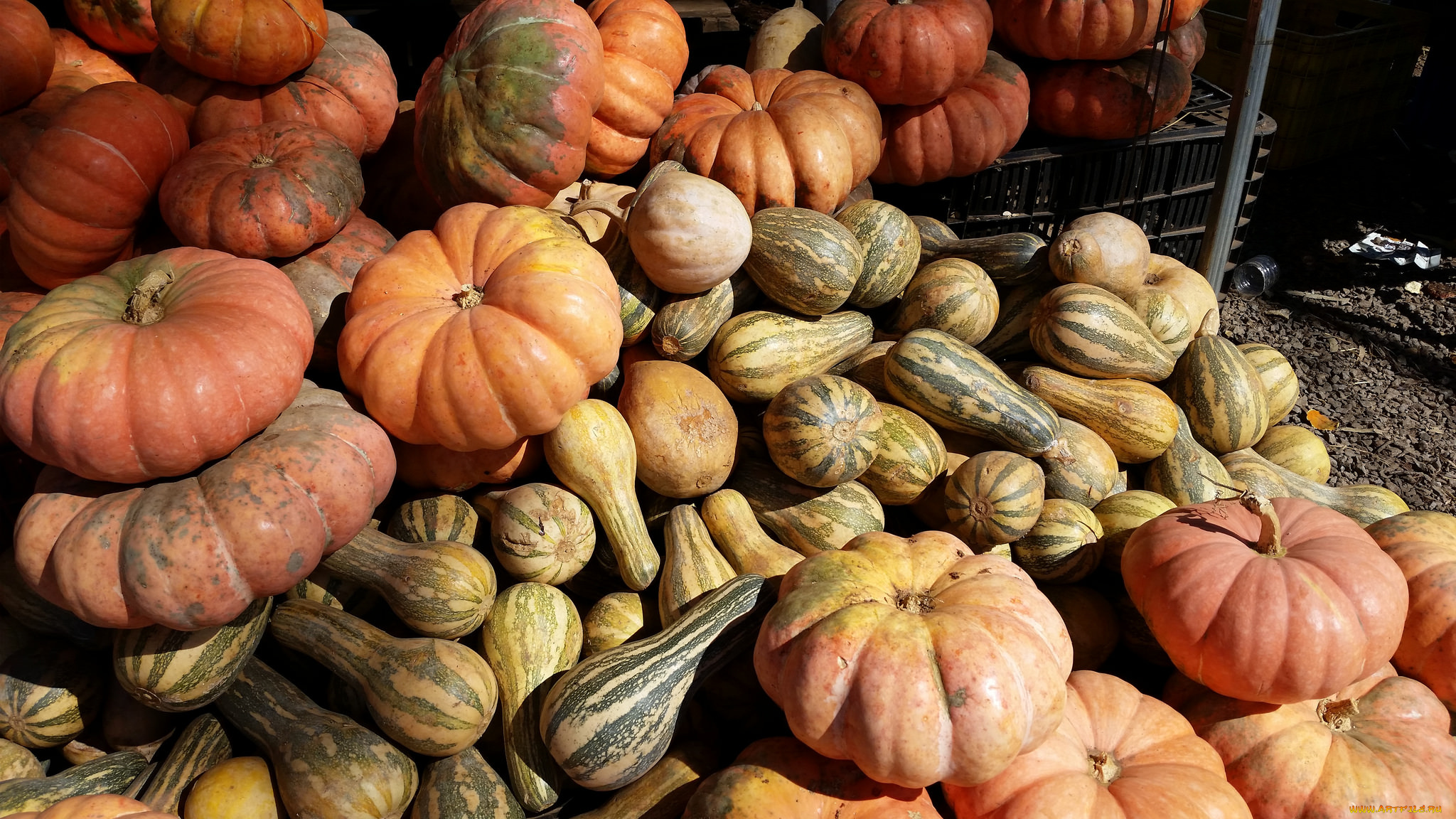 еда, тыква, развал