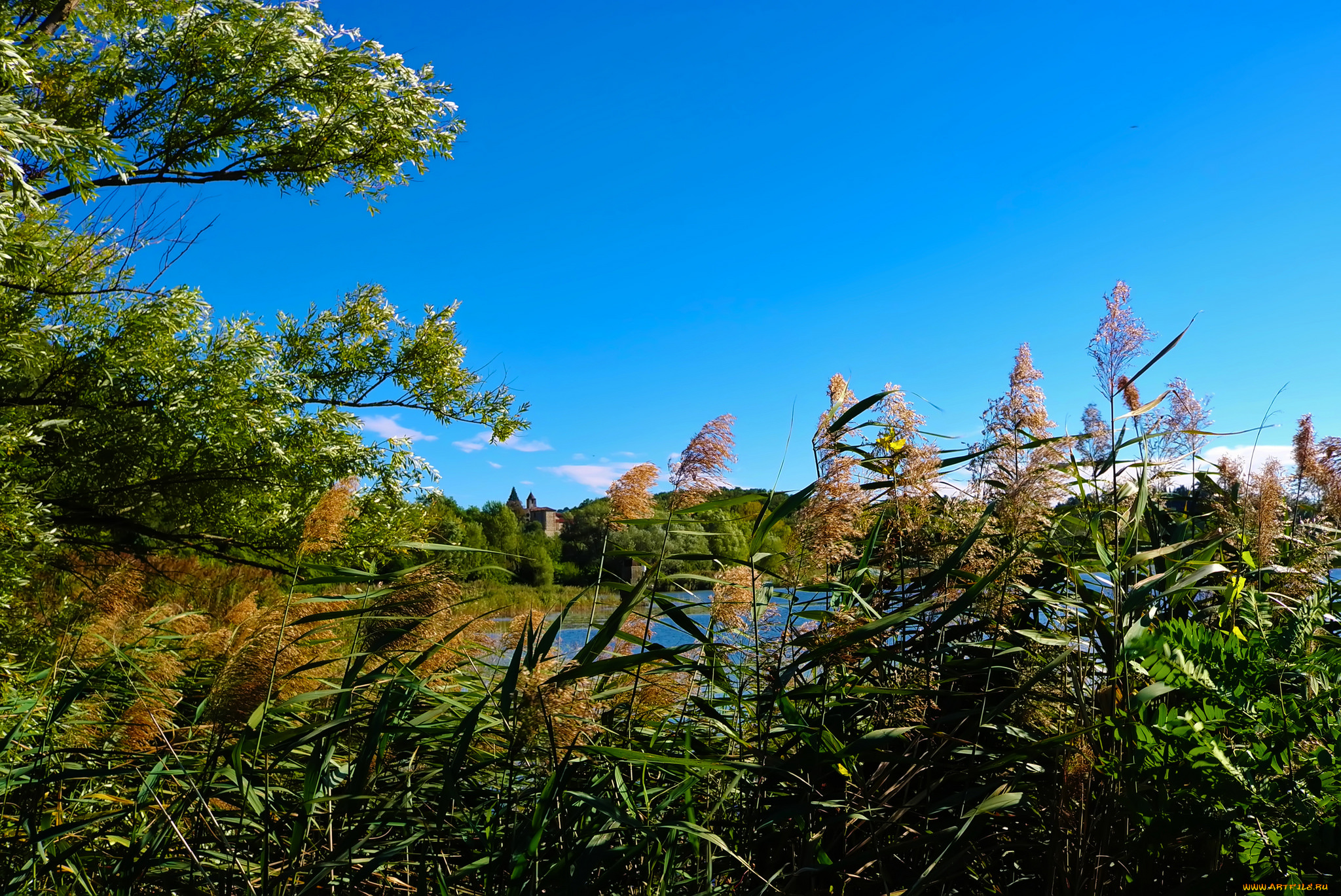 природа, реки, озера, лес, река