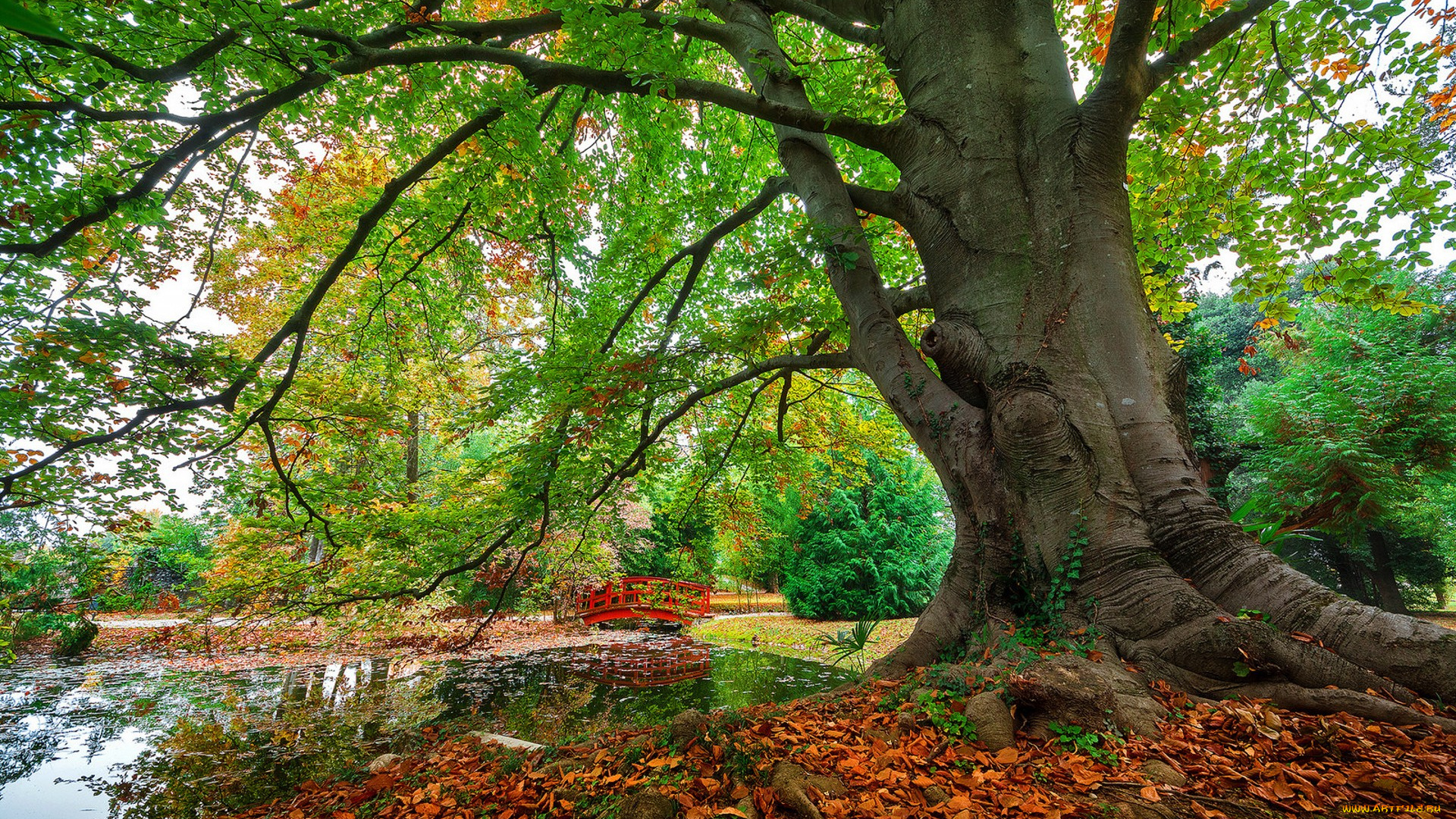 природа, деревья, простор
