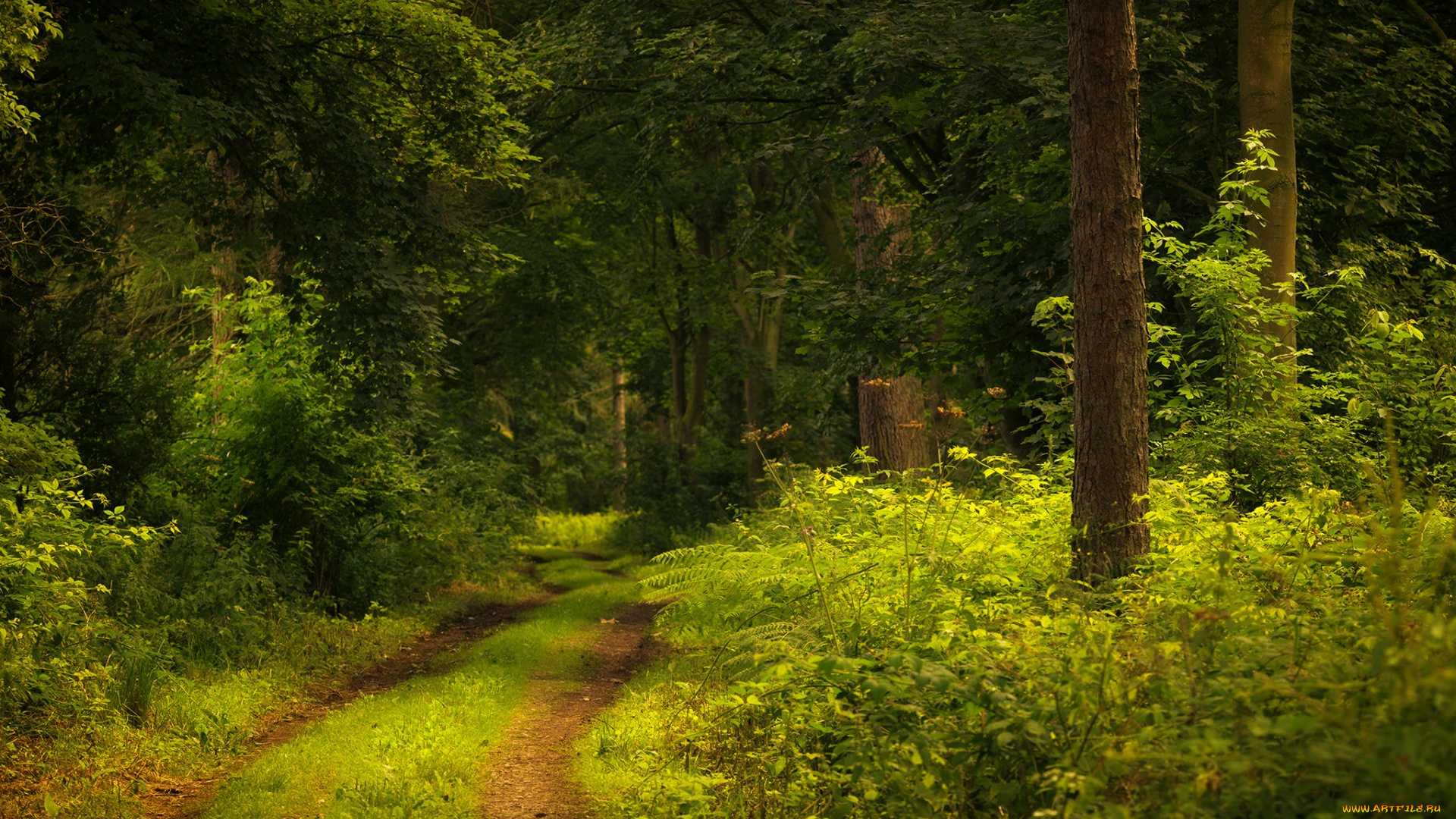 природа, дороги, простор