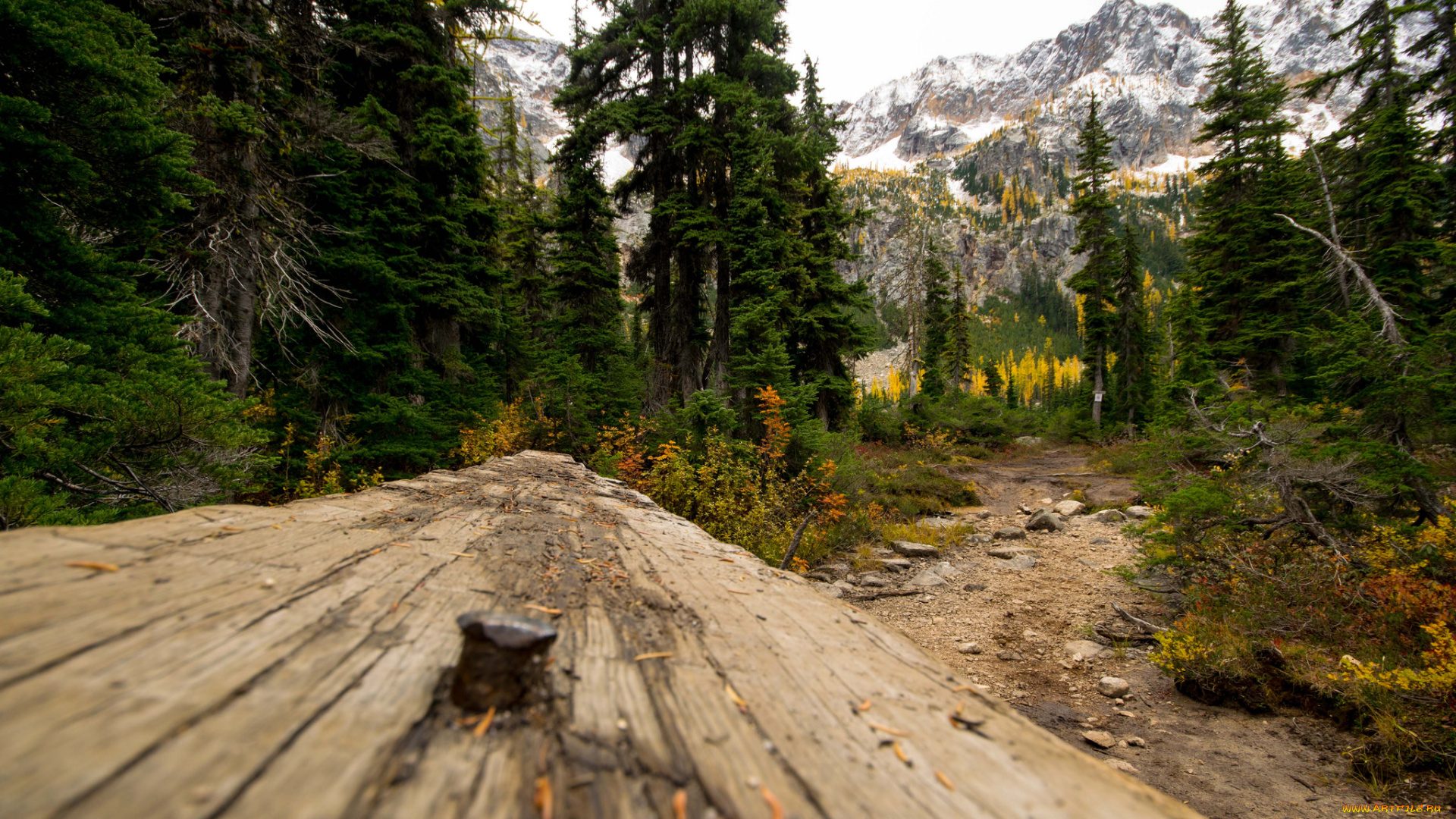 природа, лес, простор