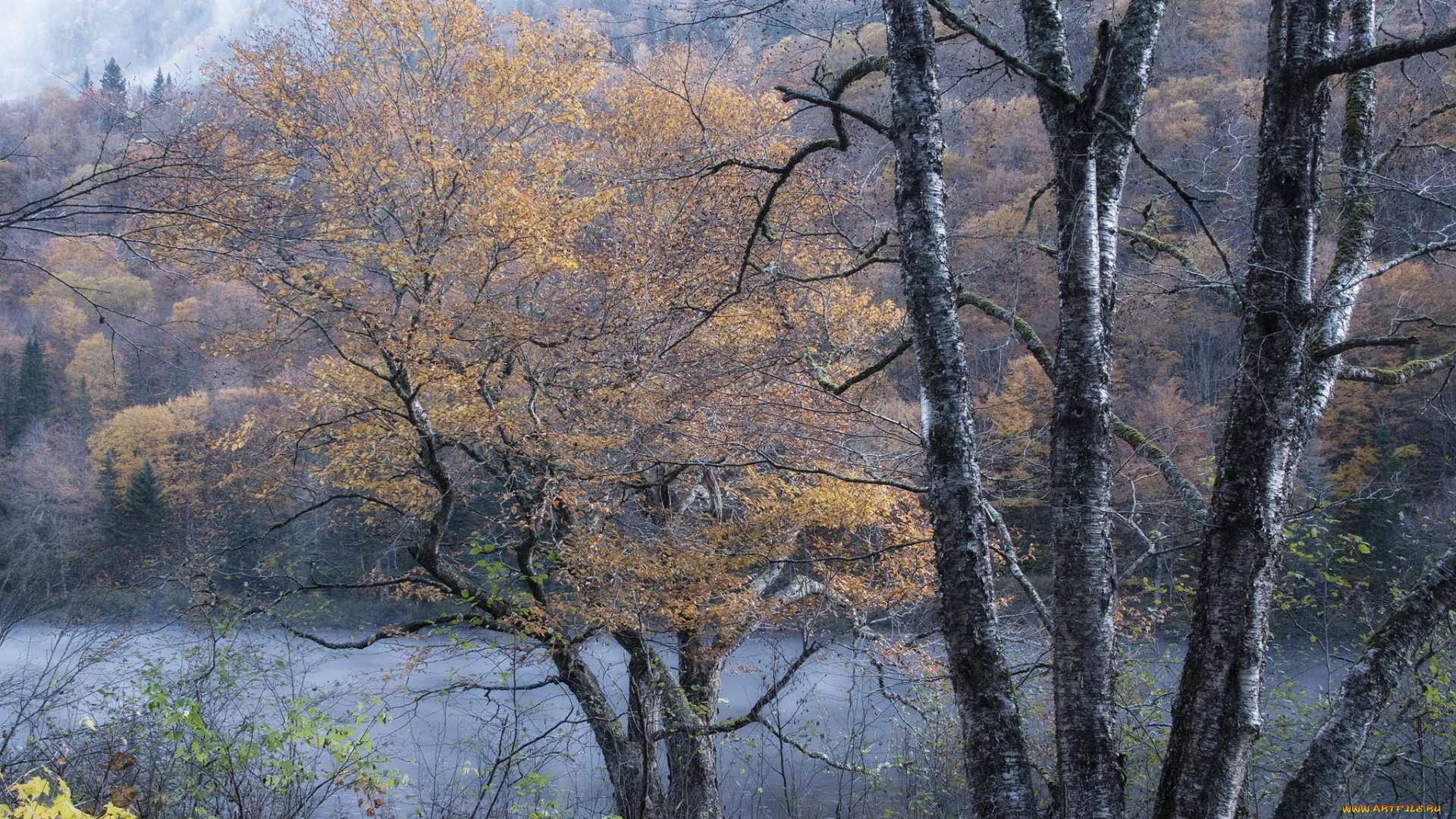 природа, лес, простор