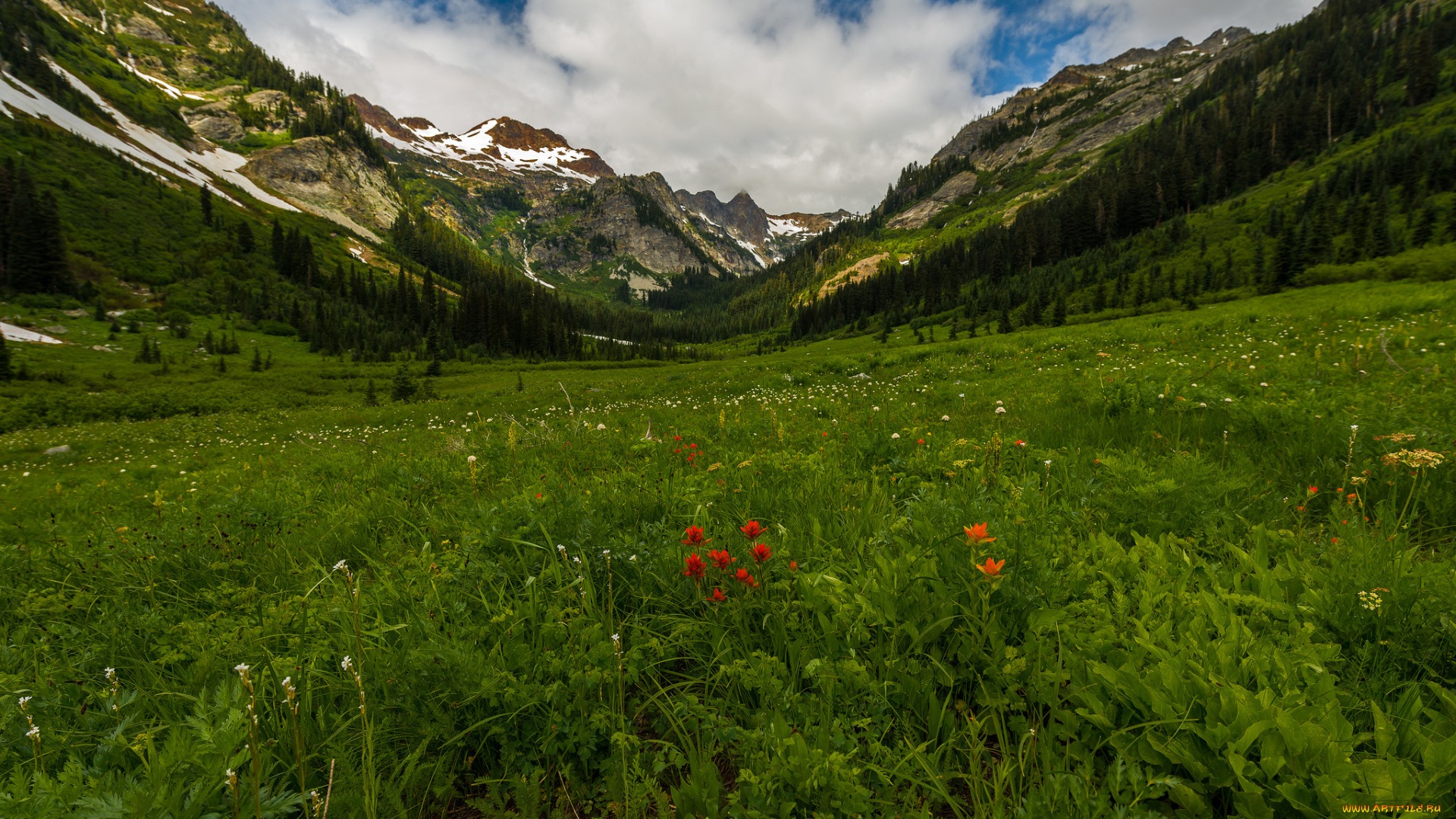 природа, луга, простор