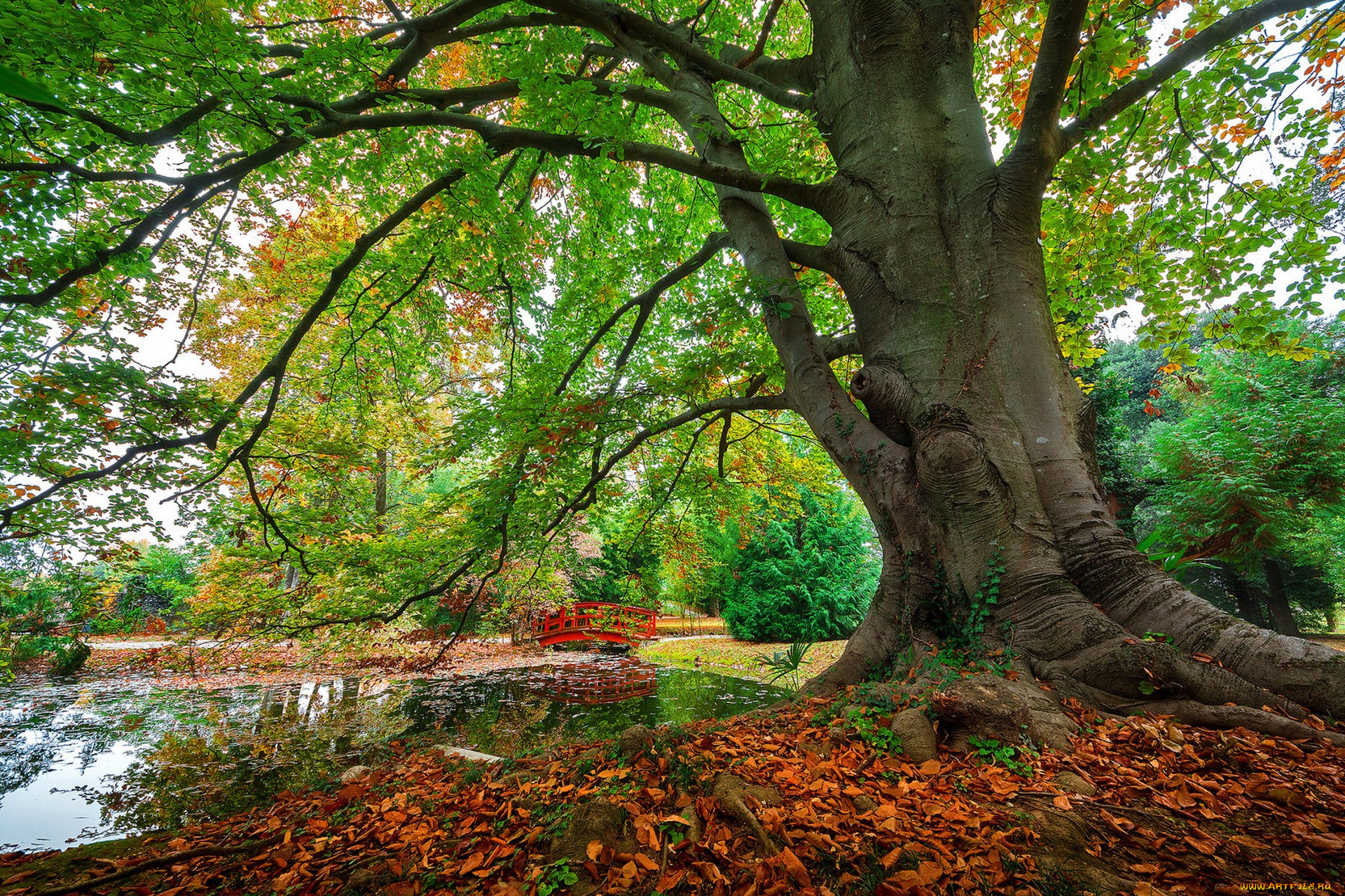 природа, деревья, простор