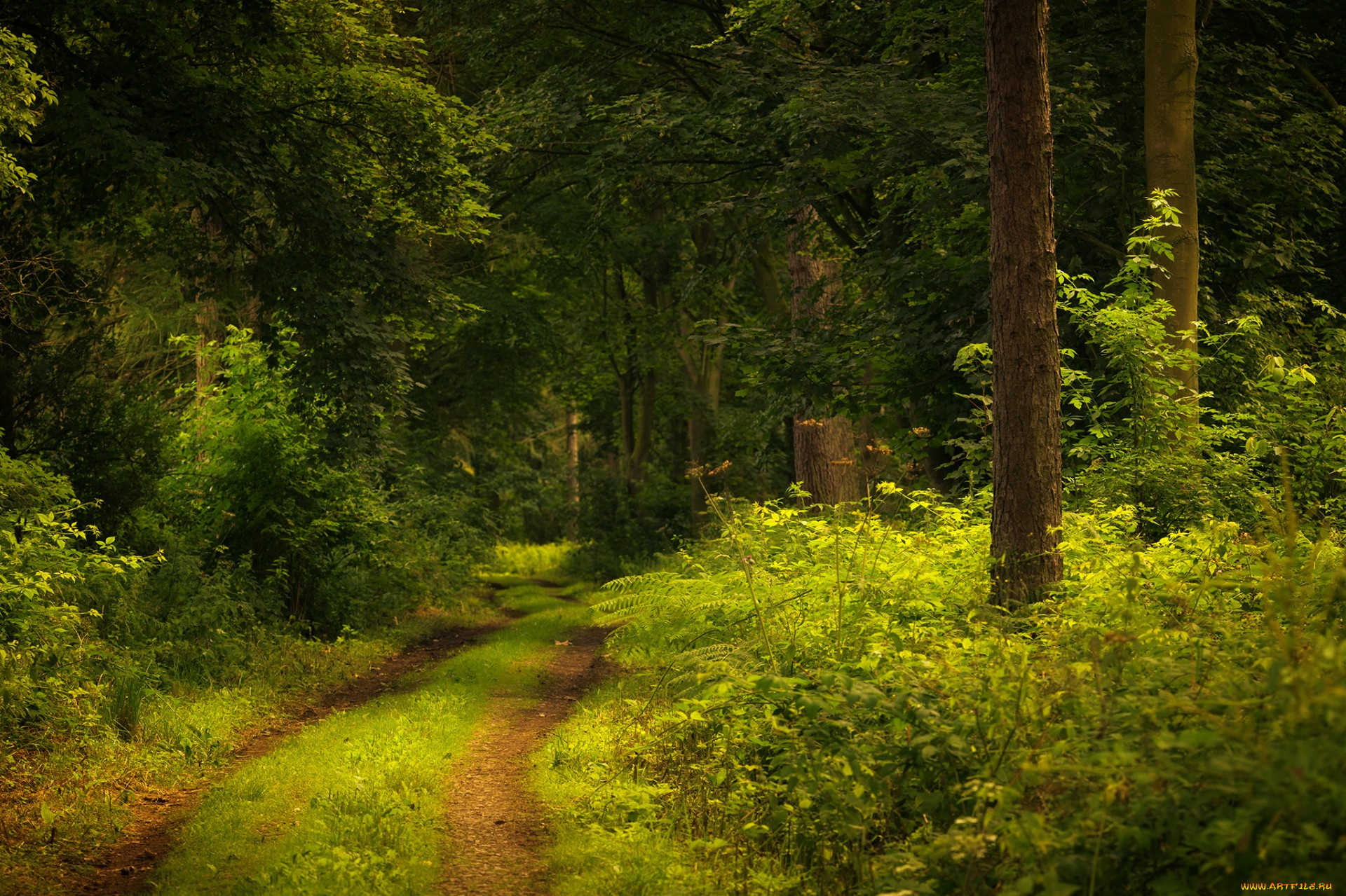 природа, дороги, простор