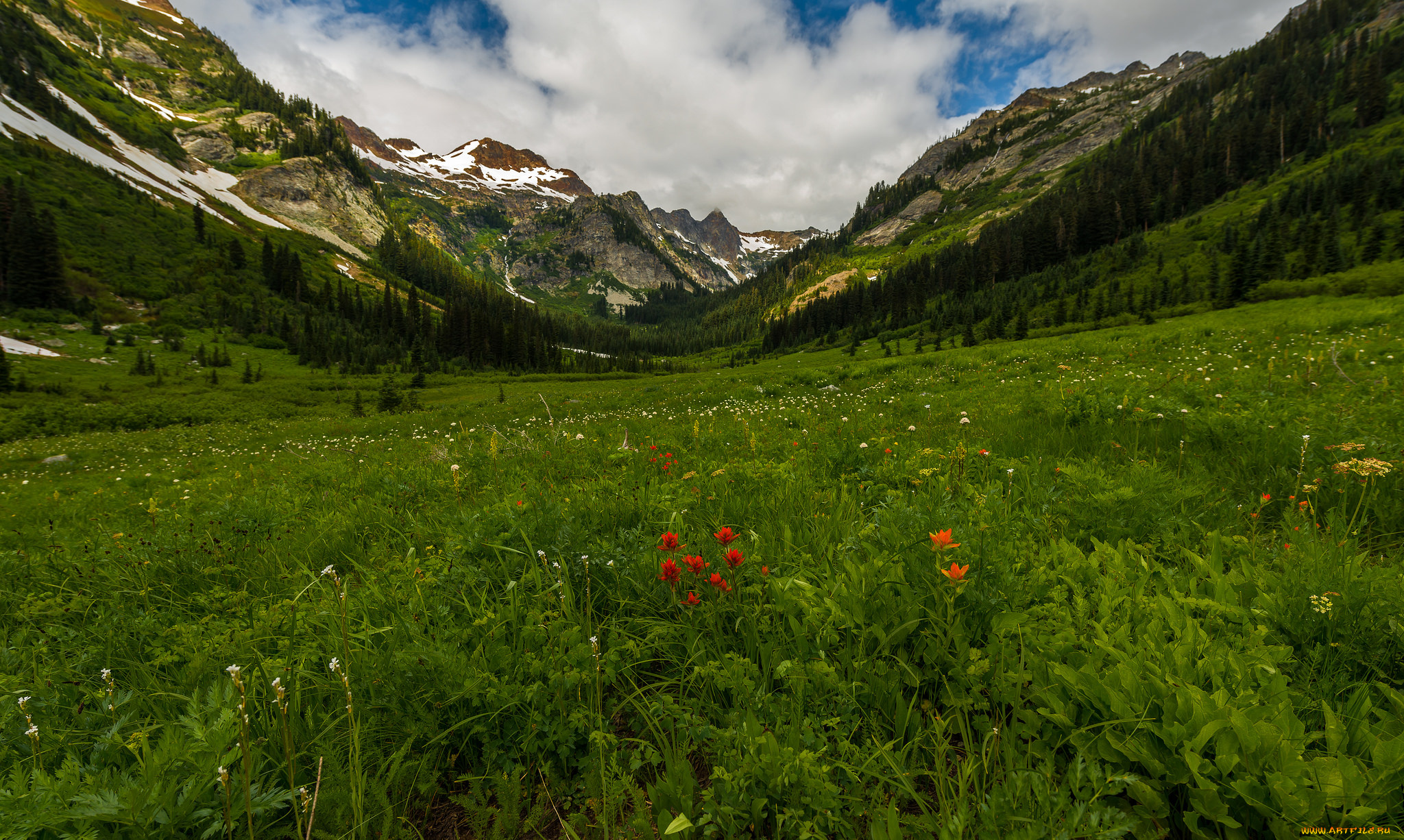 природа, луга, простор