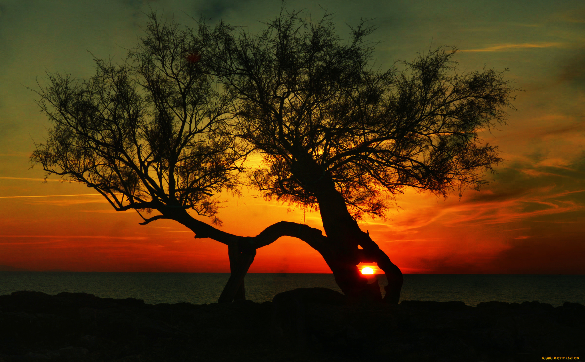 природа, деревья, простор