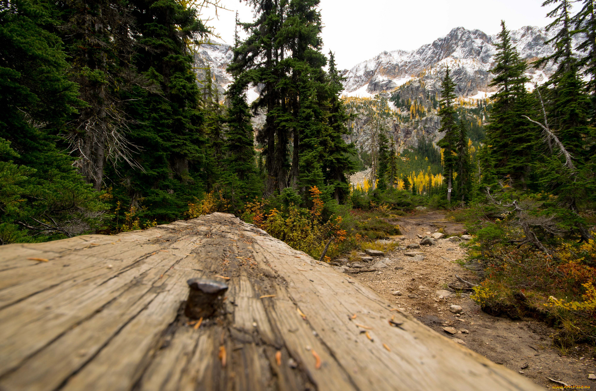 природа, лес, простор