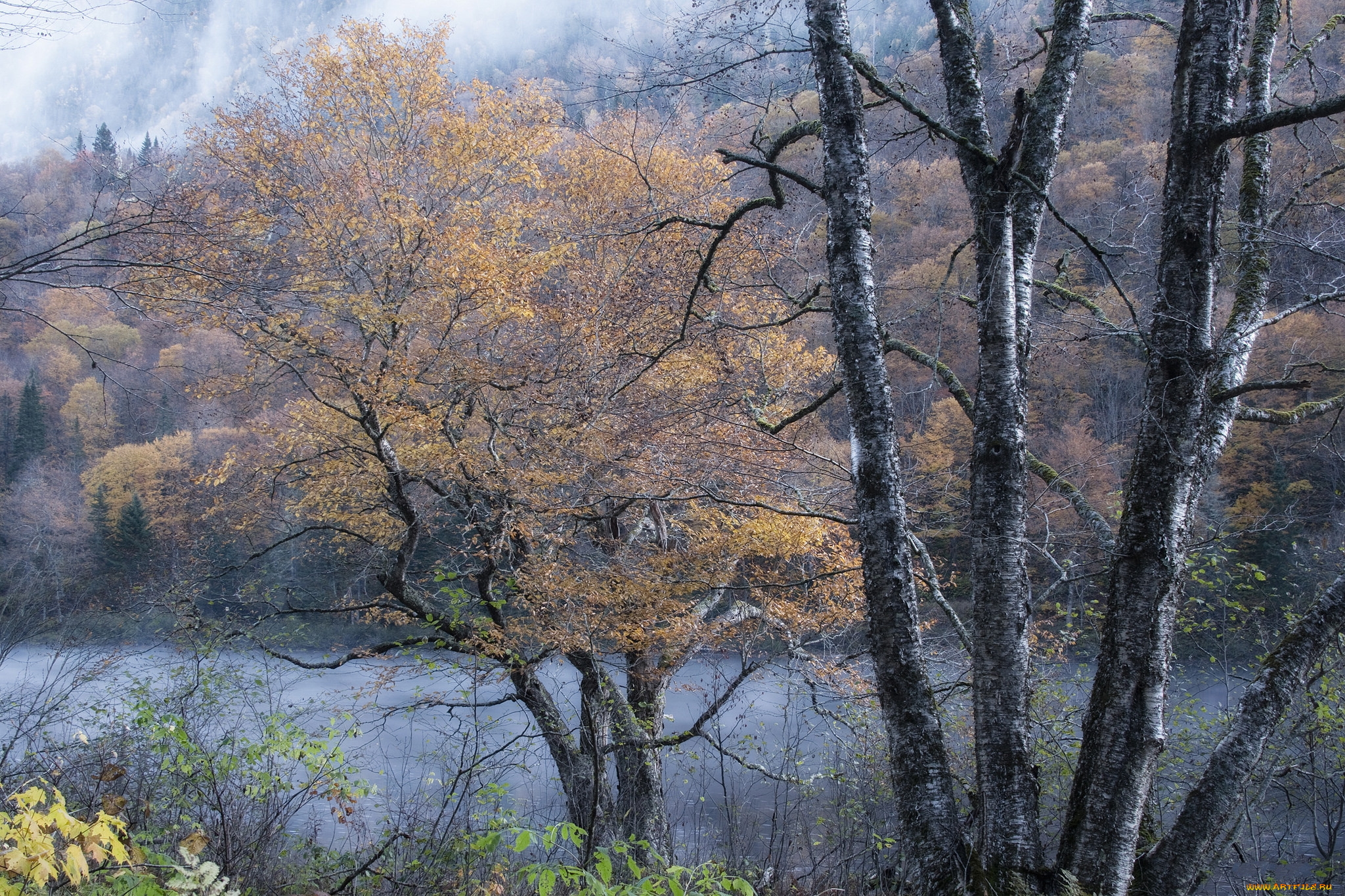 природа, лес, простор