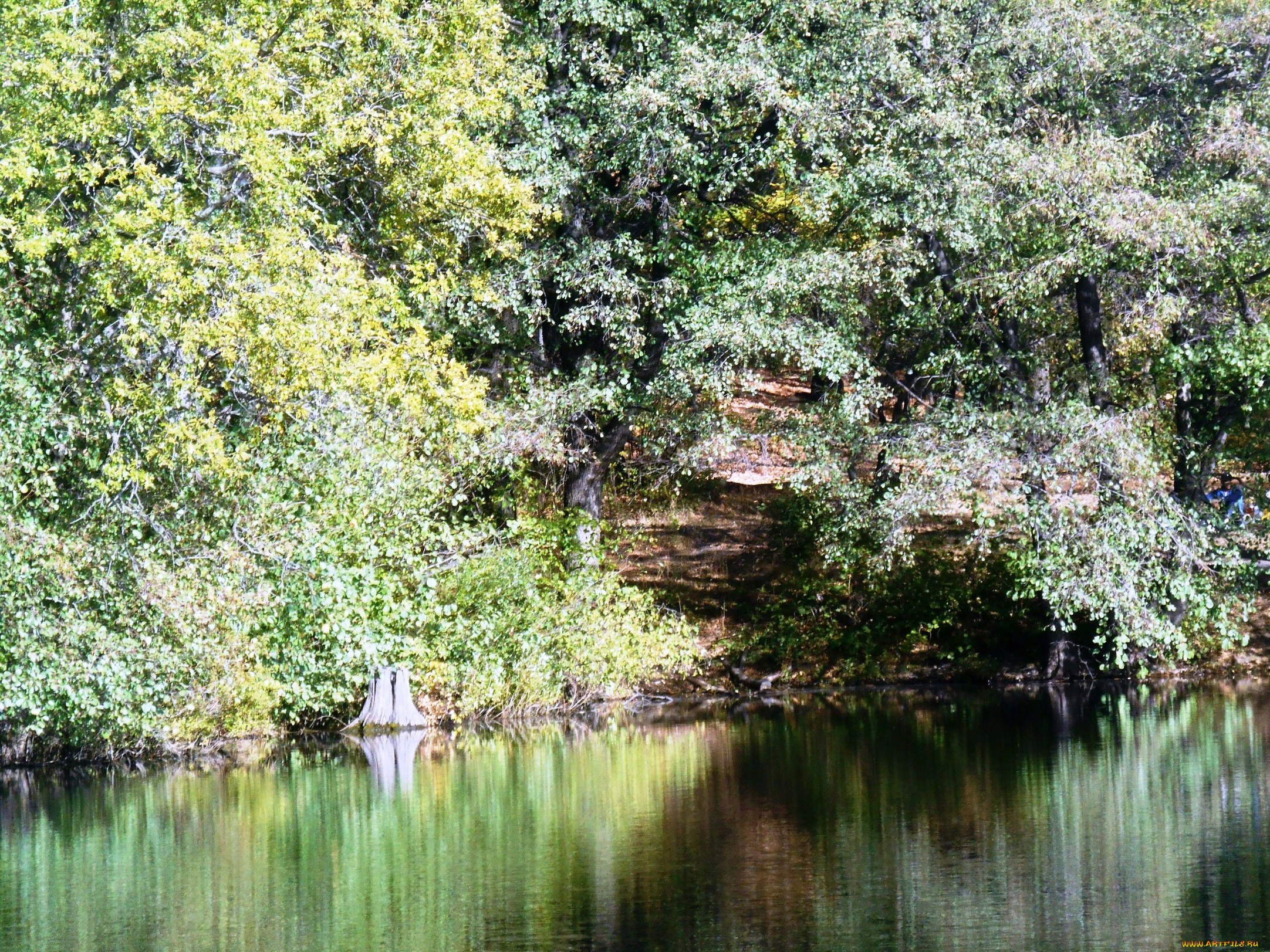 природа, реки, озера, лес, водоем