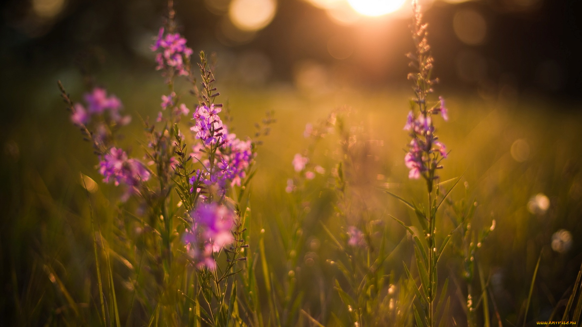 цветы, луговые, , полевые, , цветы, фиолетовые, трава, луг