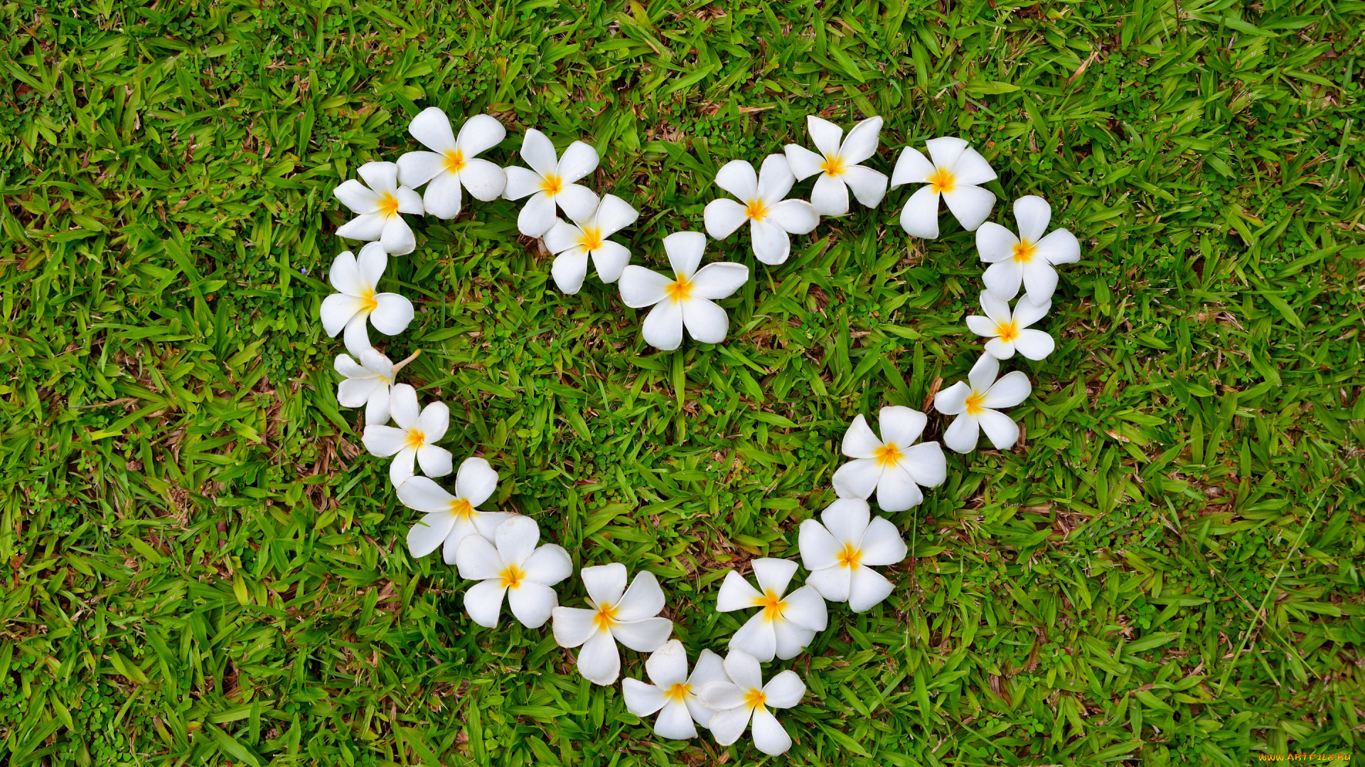 цветы, плюмерия, сердечко