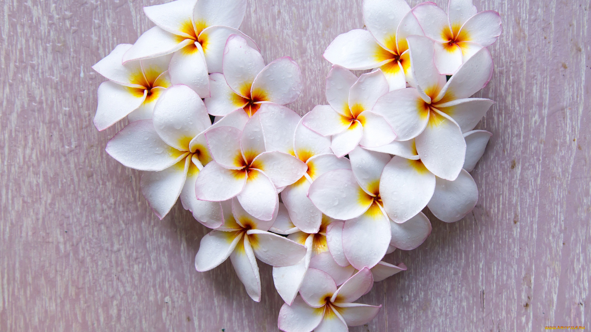 цветы, плюмерия, сердечко, капли