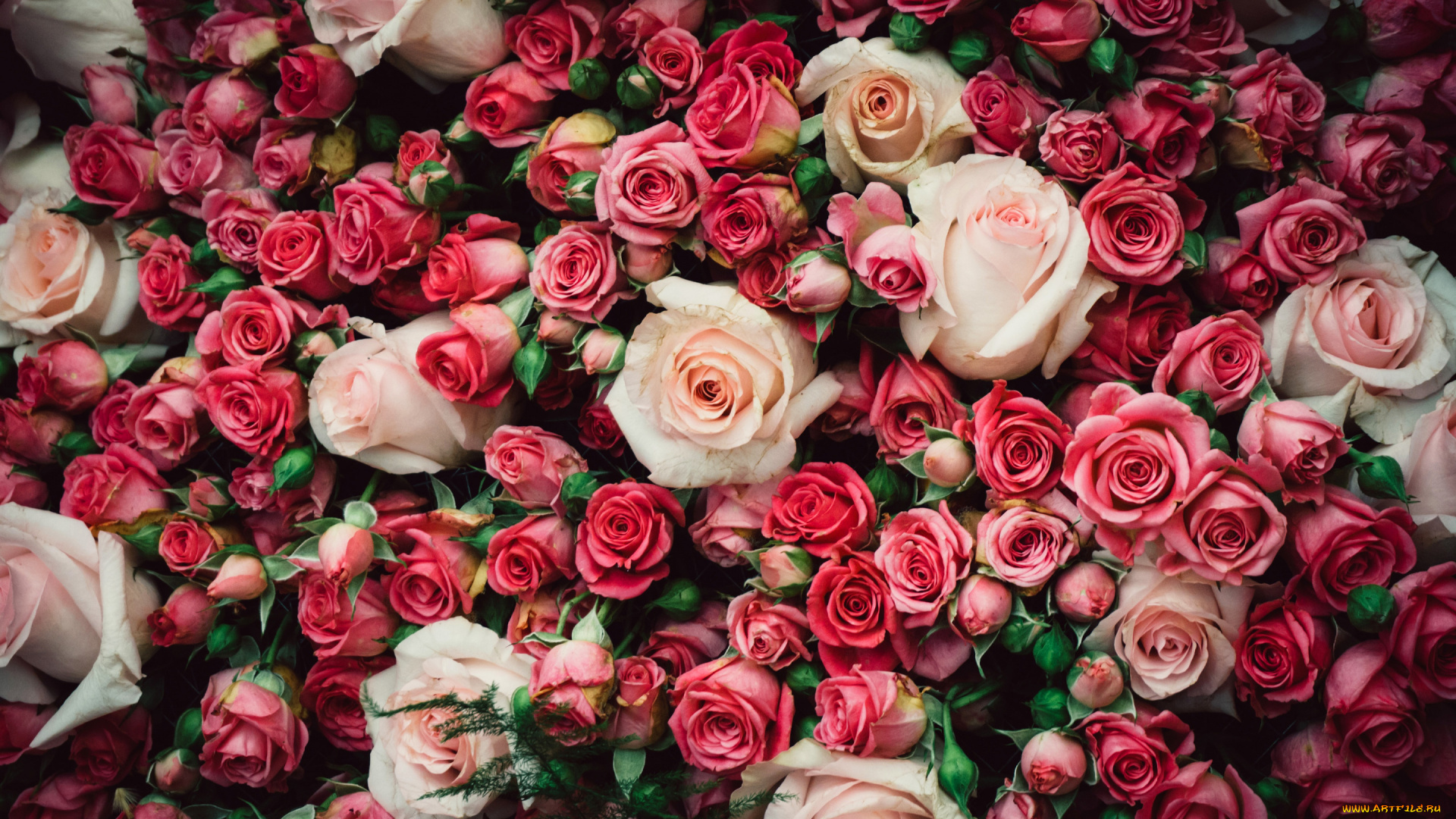 цветы, розы