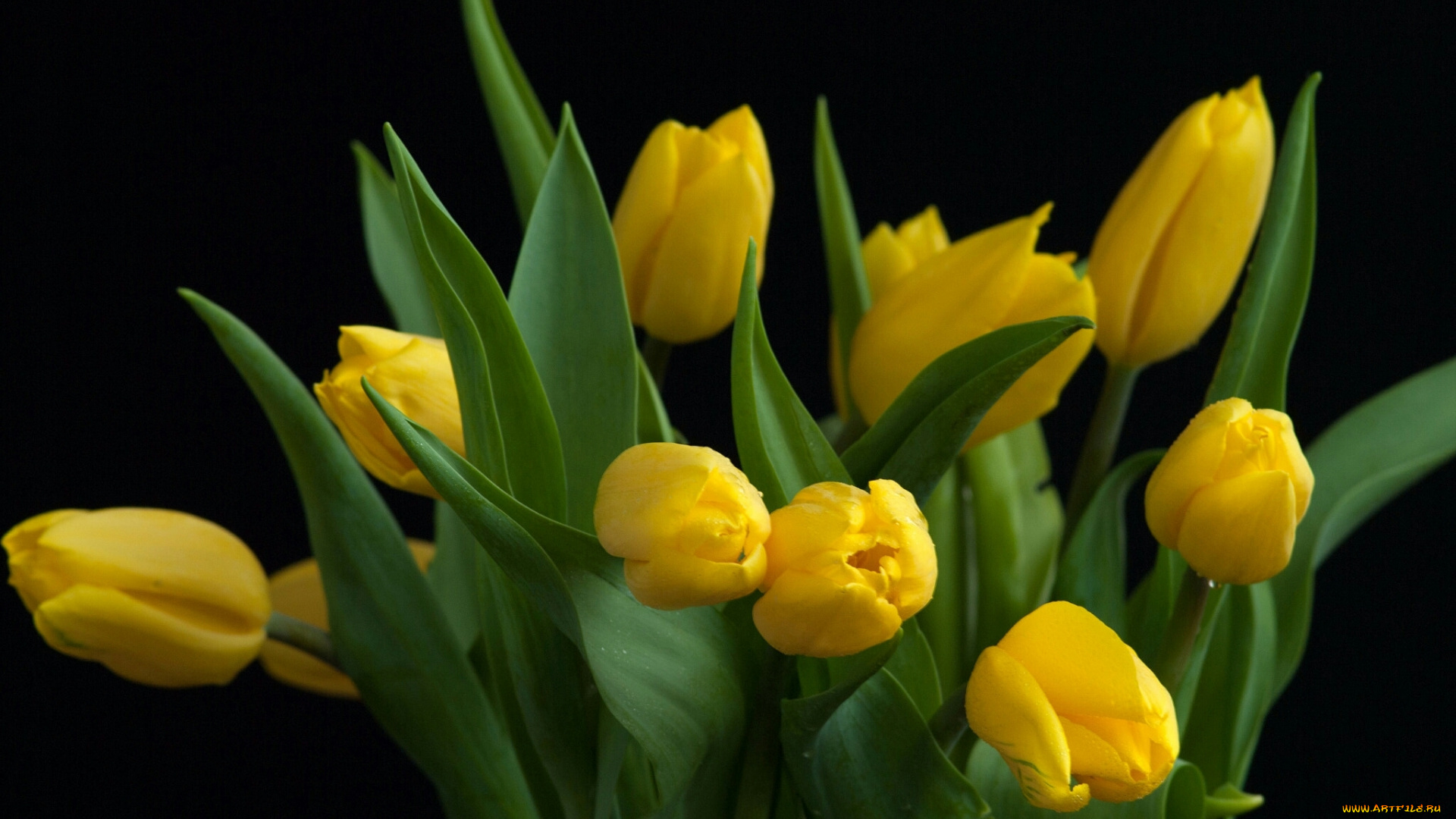 цветы, тюльпаны