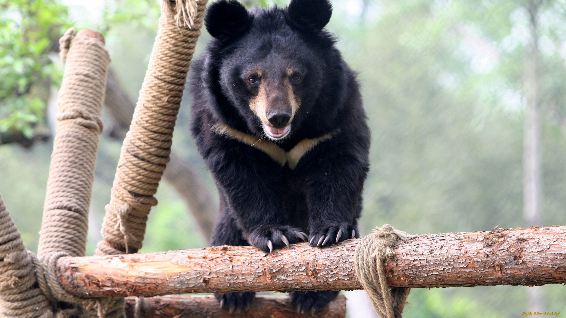 гималайский, медведь, животные, медведи, хищник, гималайский, чёрный, медведь