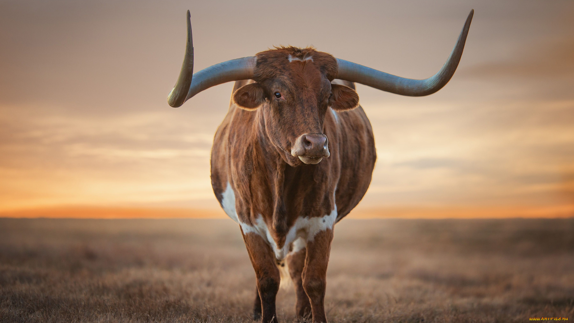 животные, коровы, , буйволы, корова