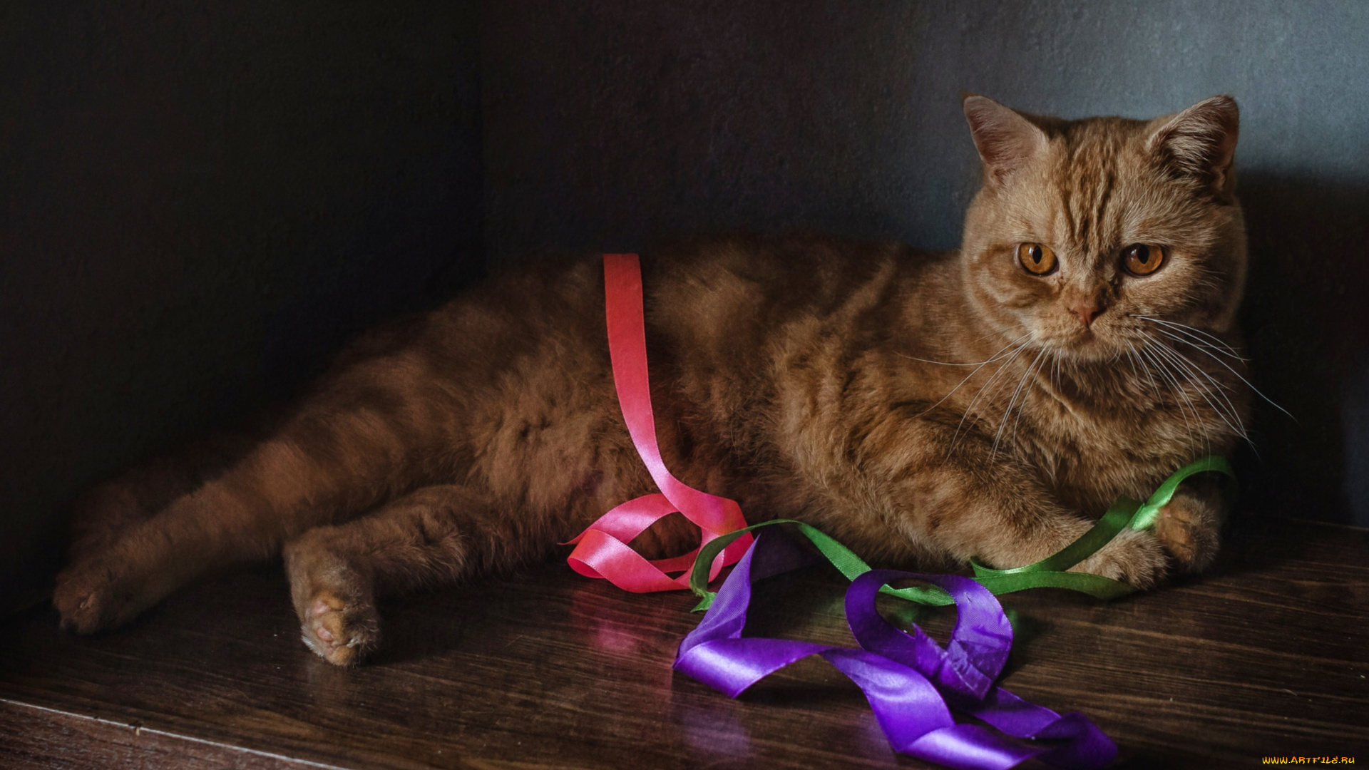 животные, коты, кот, рыжий, лента