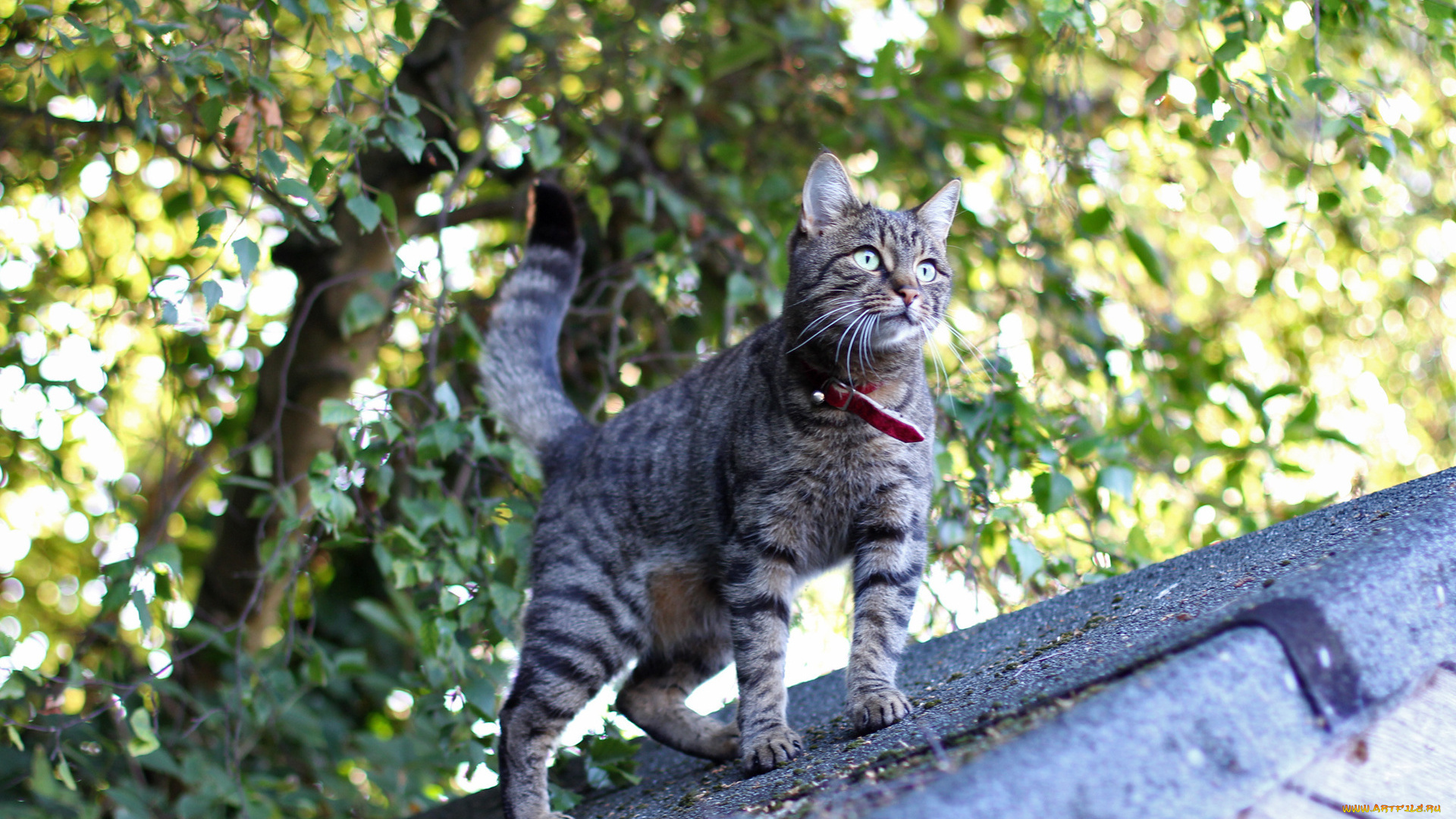 животные, коты, крыша, ошейник, кот, полосатый