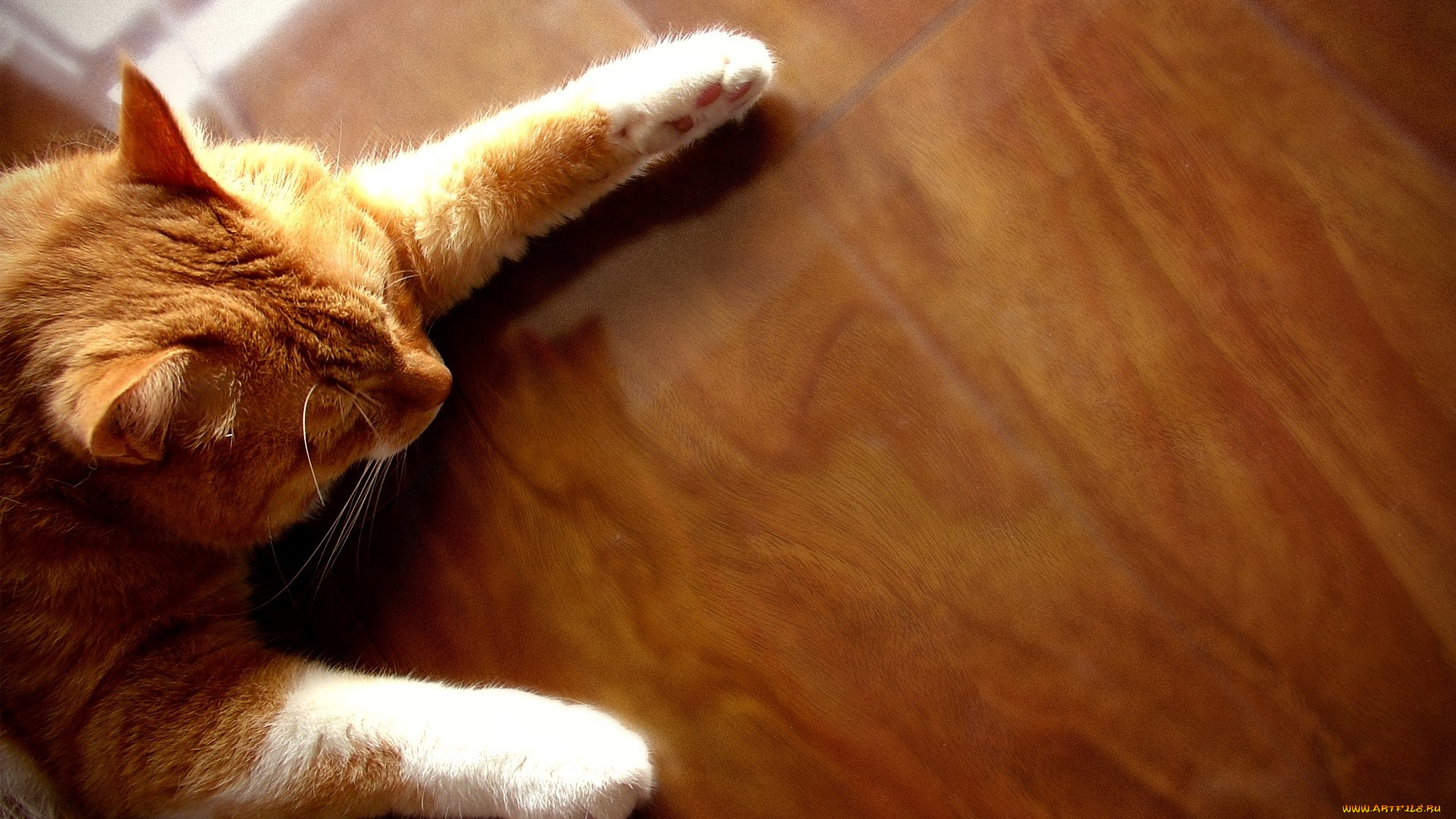 животные, коты, рыжий, пол, кот