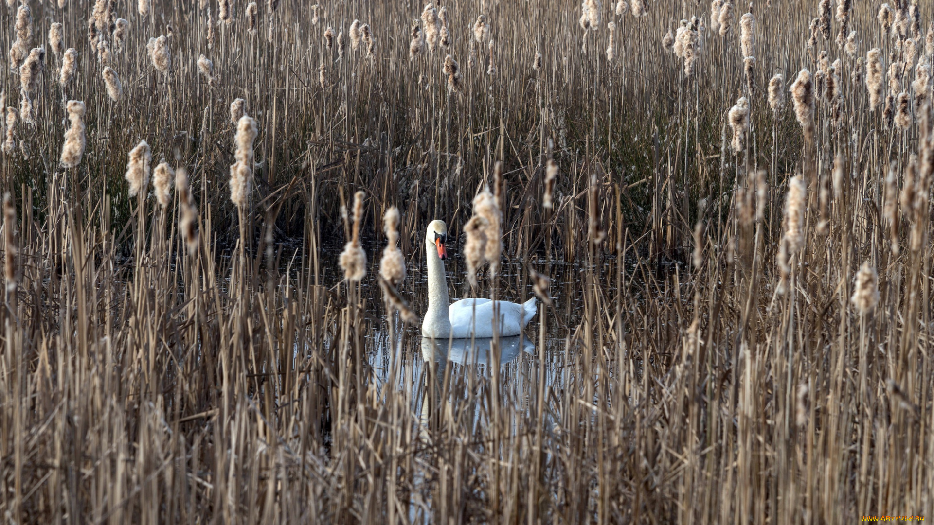 животные, лебеди, лебедь, камыш, озеро