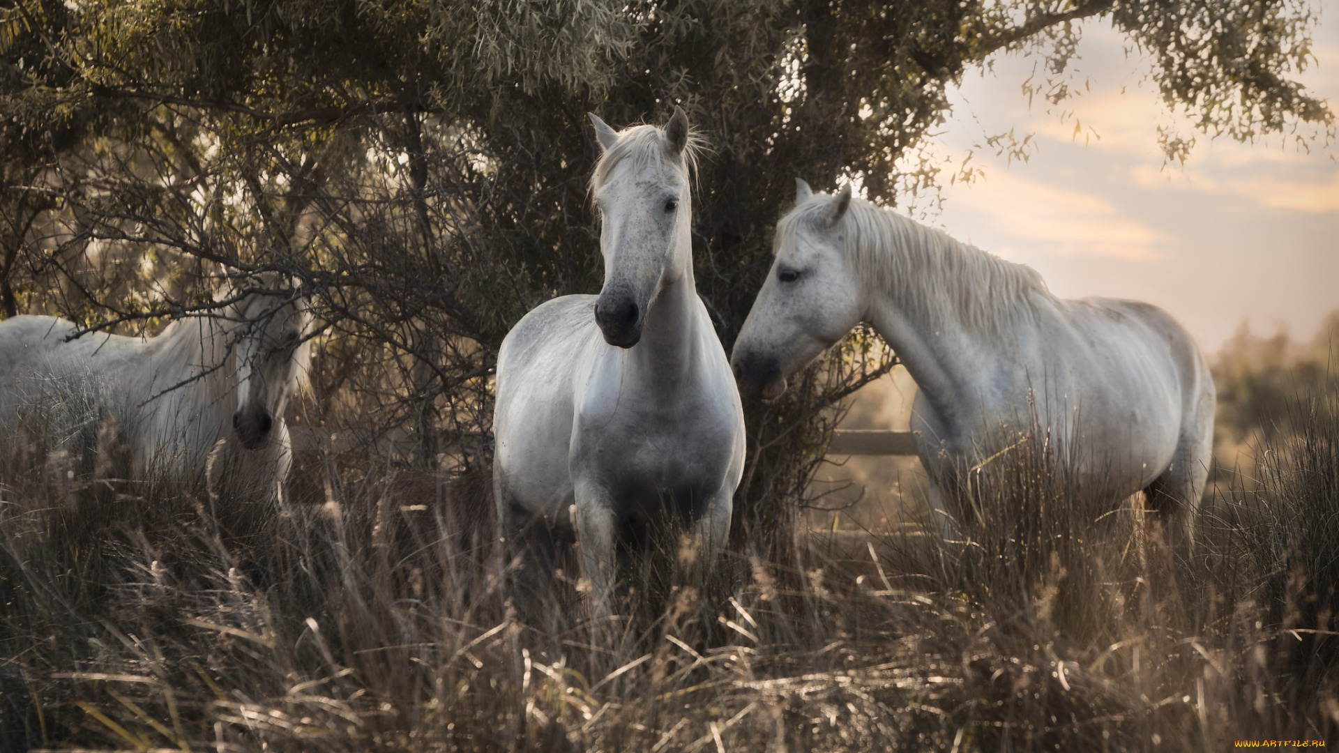 животные, лошади