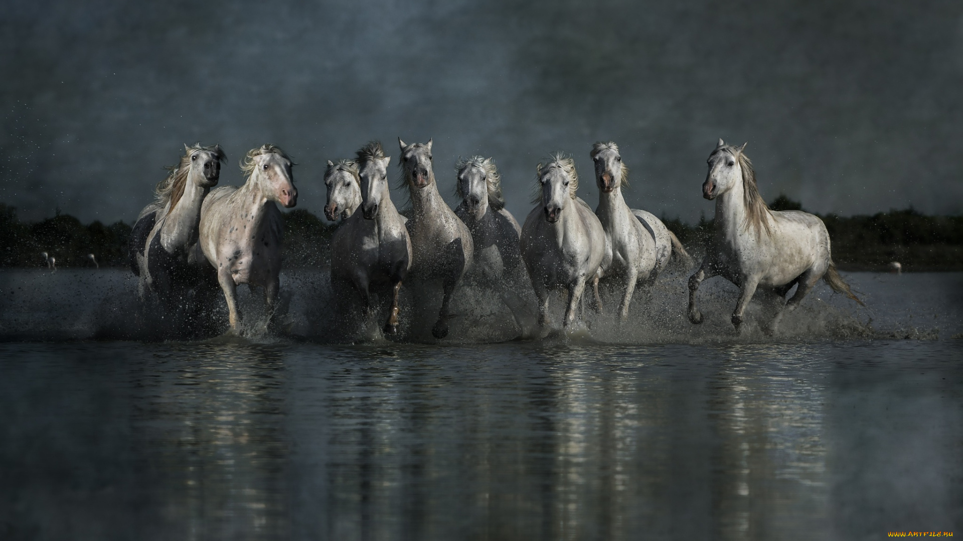 животные, лошади, кони, берег, пасмурно, отражение, брызги, бег, вечер, группа