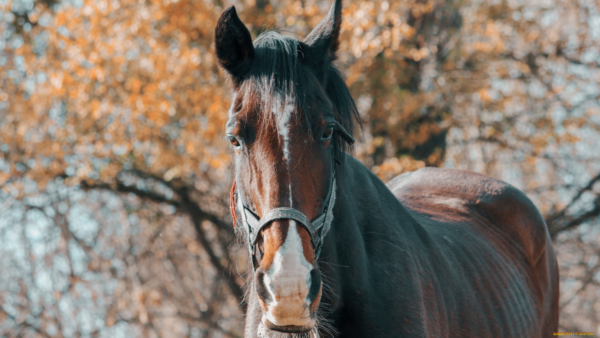 животные, лошади, осень, дерево, лошадь