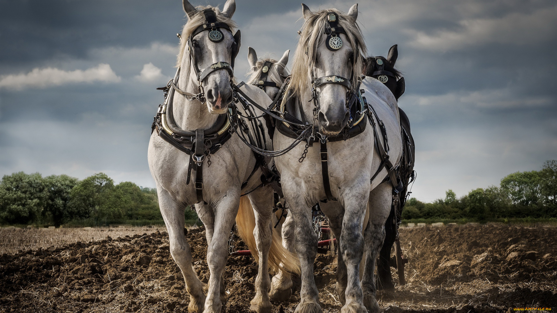 животные, лошади, пашня, работа, кони