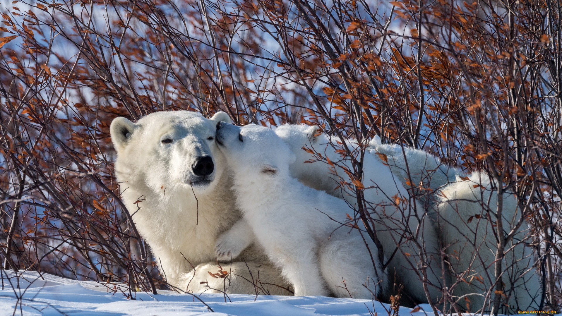 животные, медведи, белые