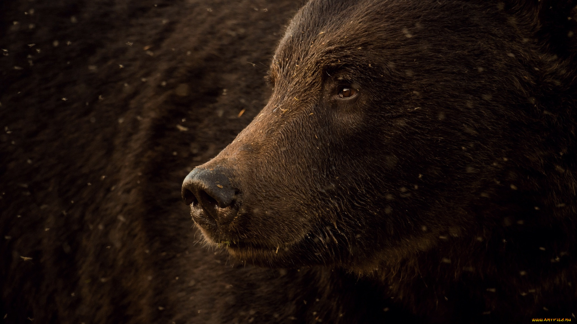 животные, медведи, медведь