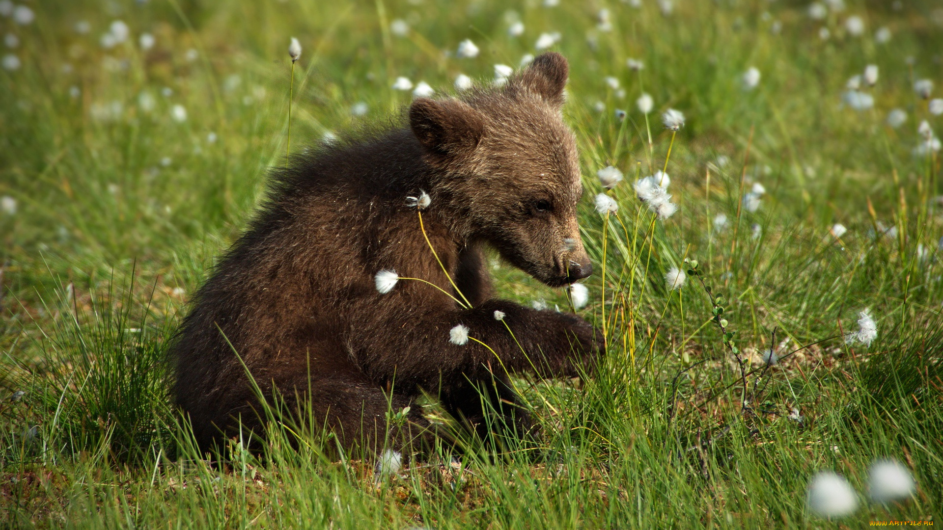 животные, медведи, медвежонок, малыш, поза, морда, трава, лето