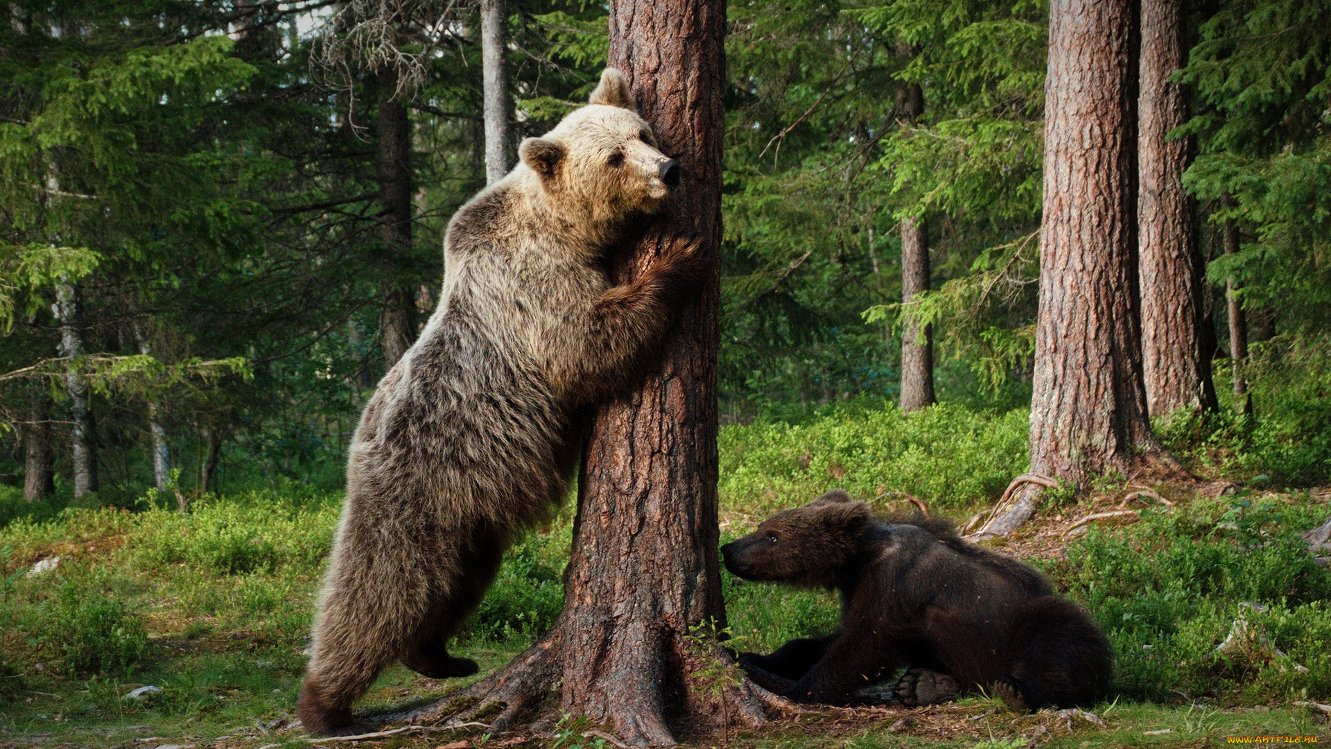 животные, медведи, поза, лес, медвежонок, пара, дерево