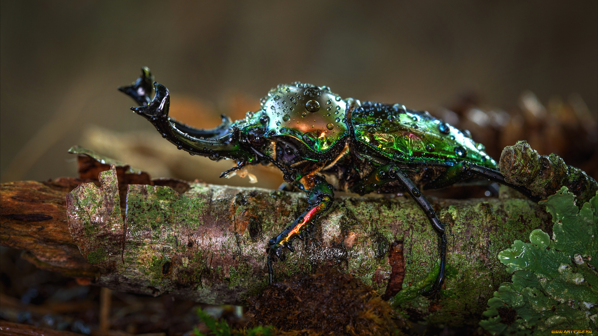 животные, насекомые, макро, жук