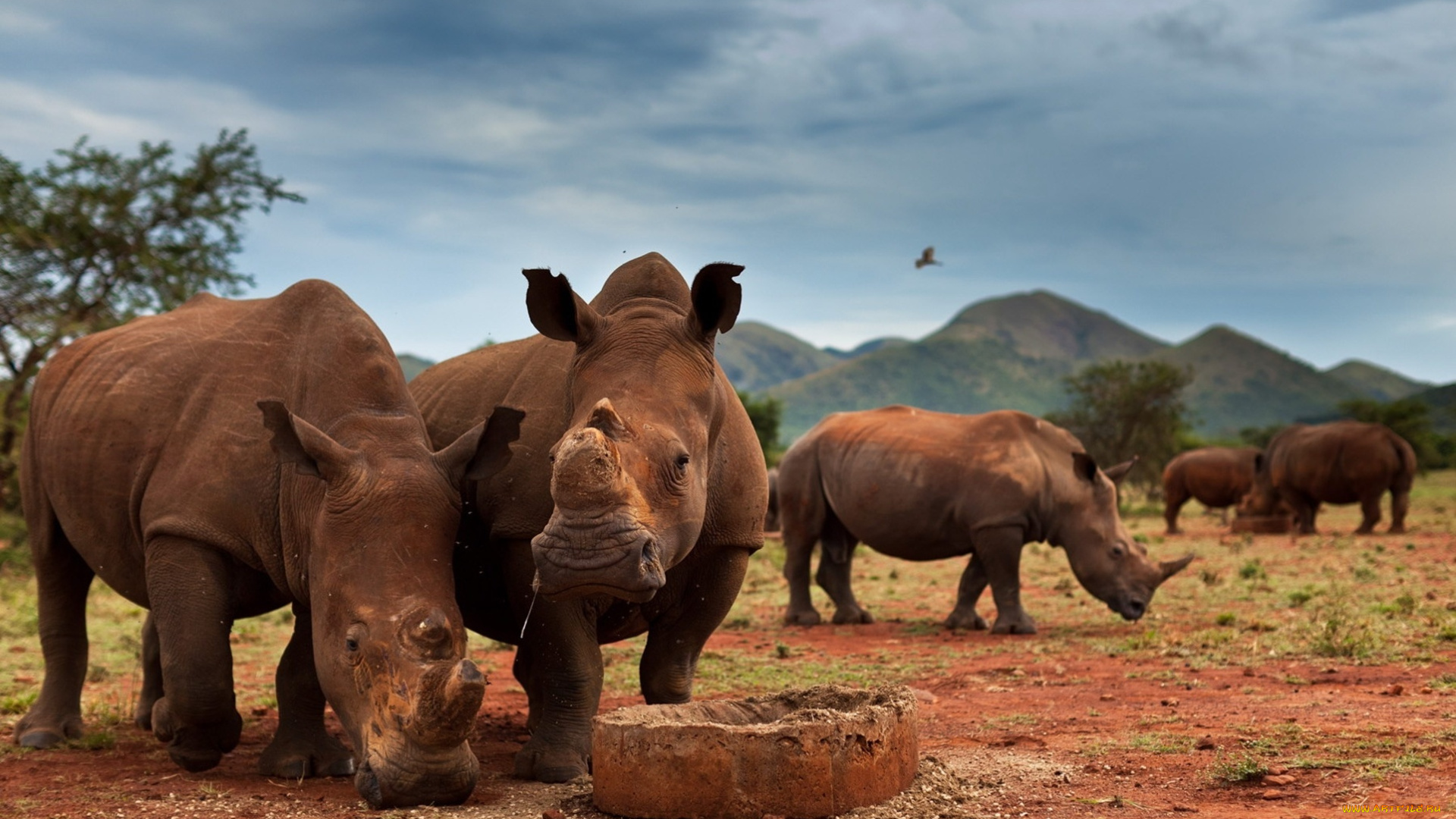 животные, носороги