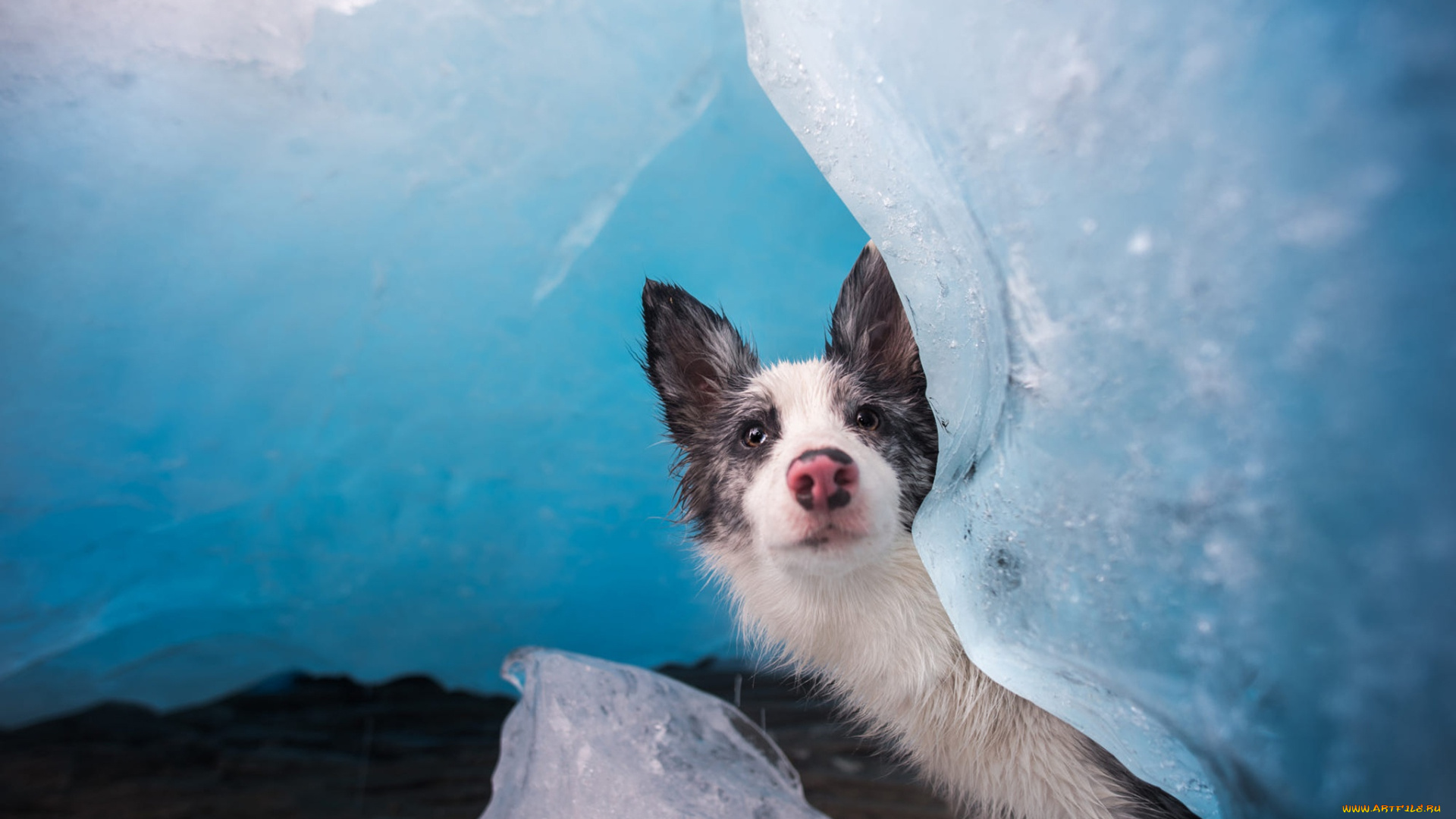 животные, собаки, собака