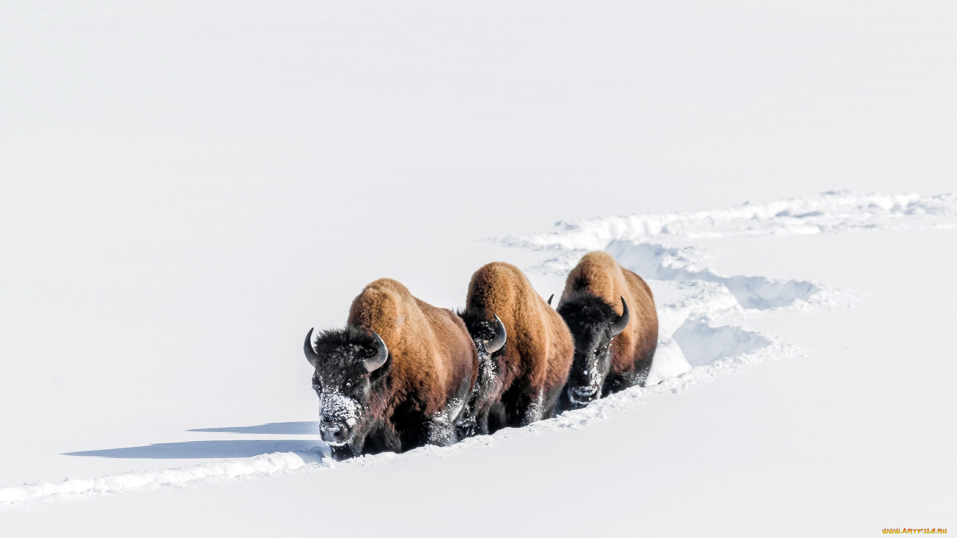 животные, зубры, , бизоны, бизоны, снег, зима