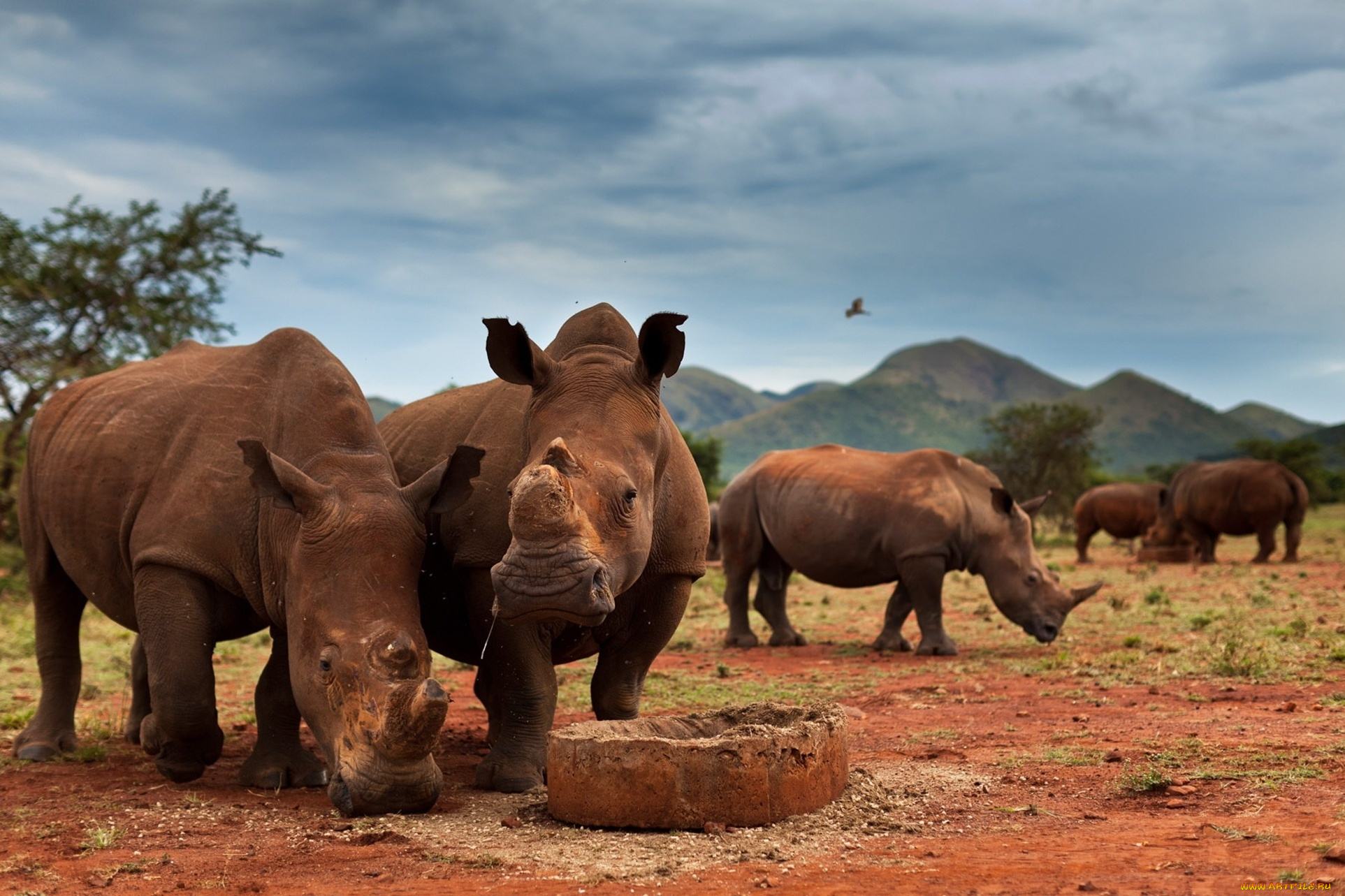 животные, носороги