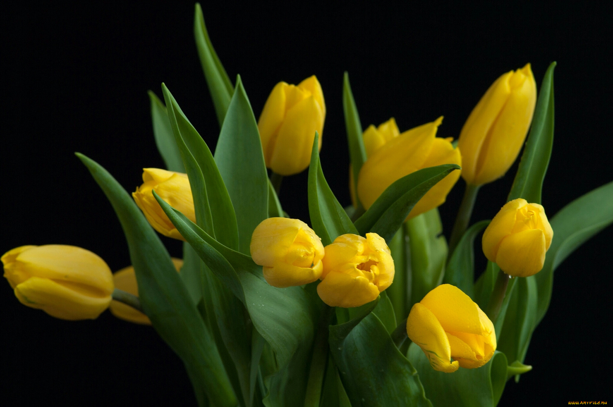 цветы, тюльпаны