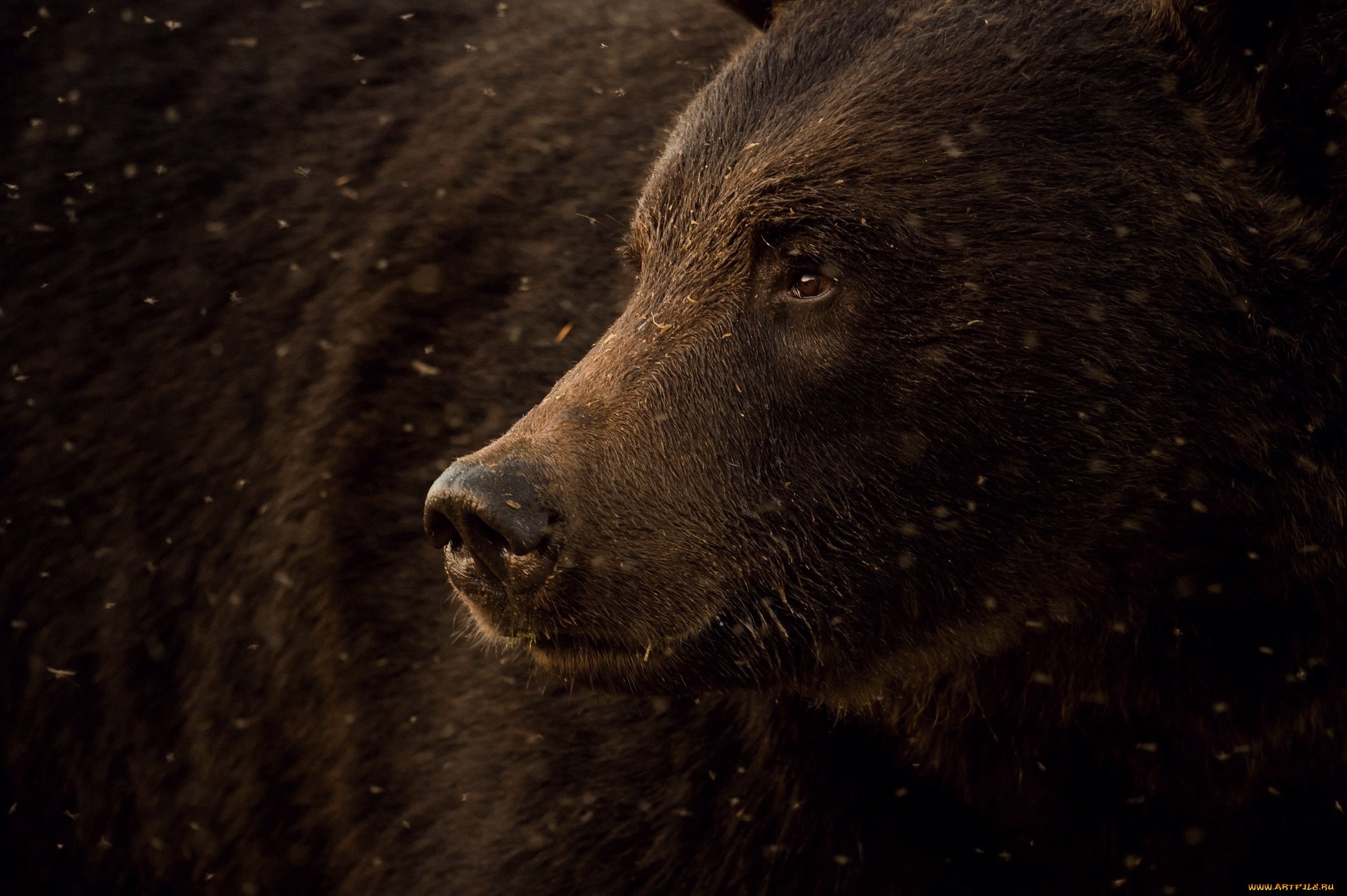 животные, медведи, медведь